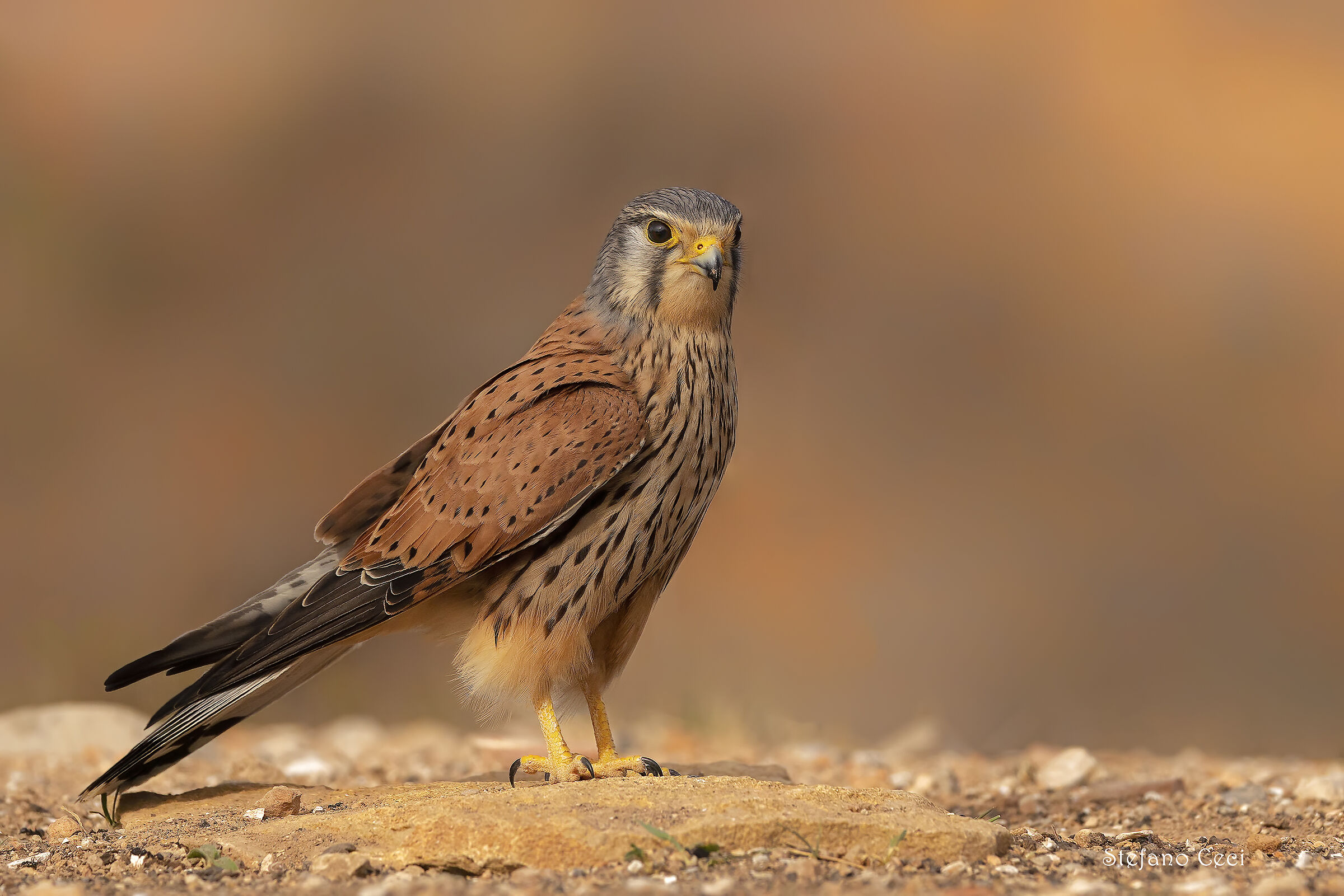 Male kestrel