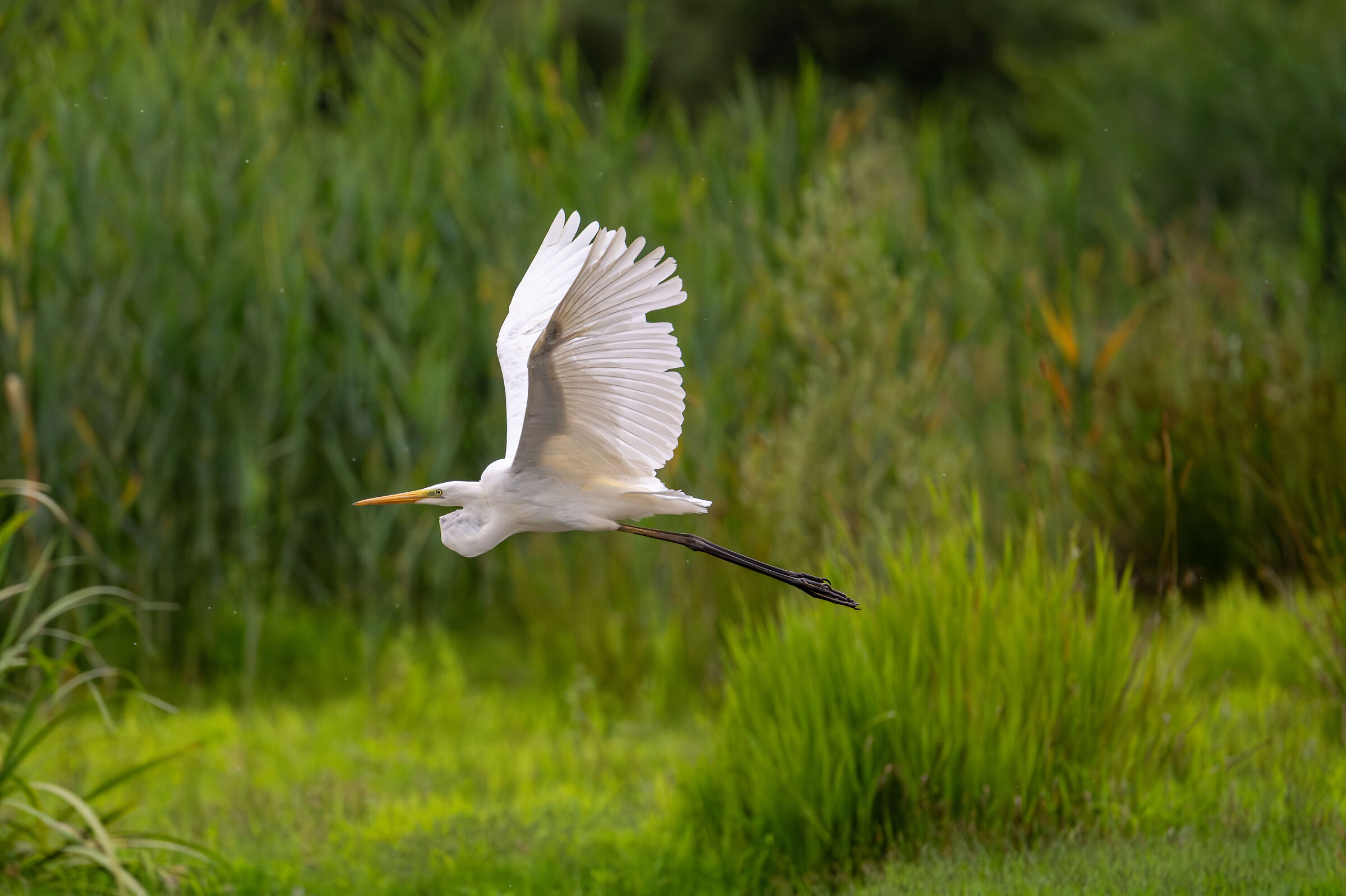 White Heron