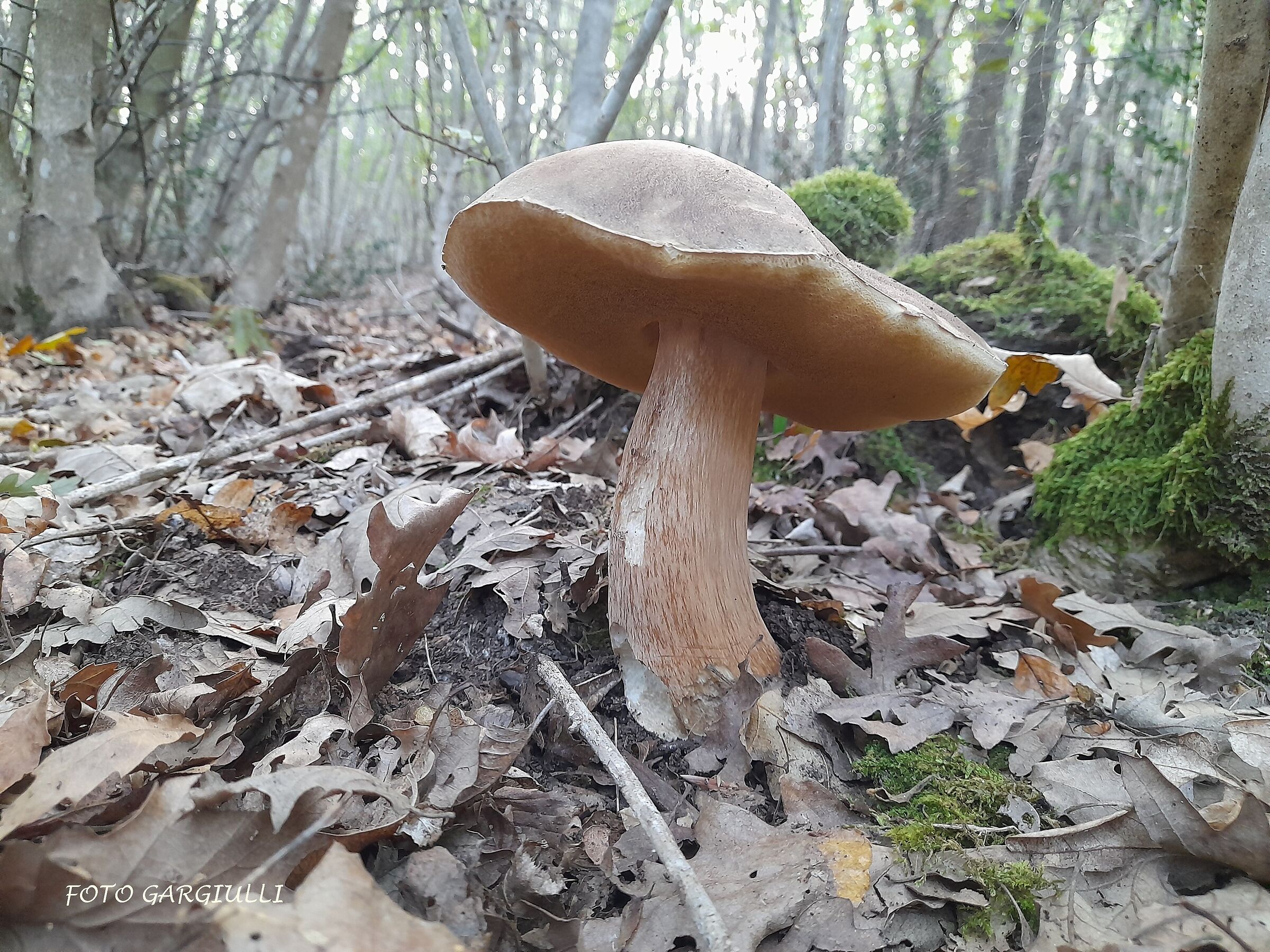 Porcino (Boletus edulis)