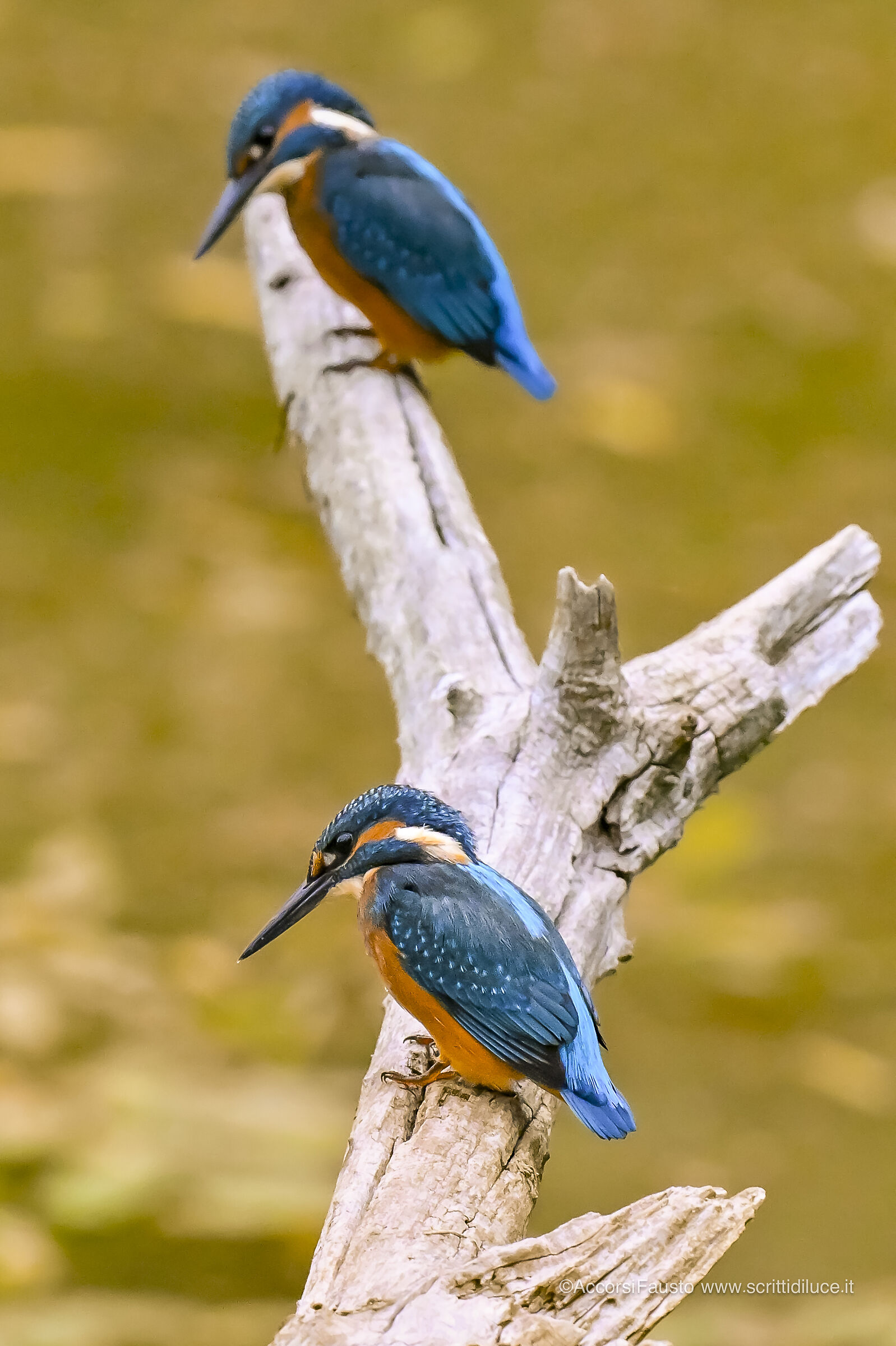 kingfisher