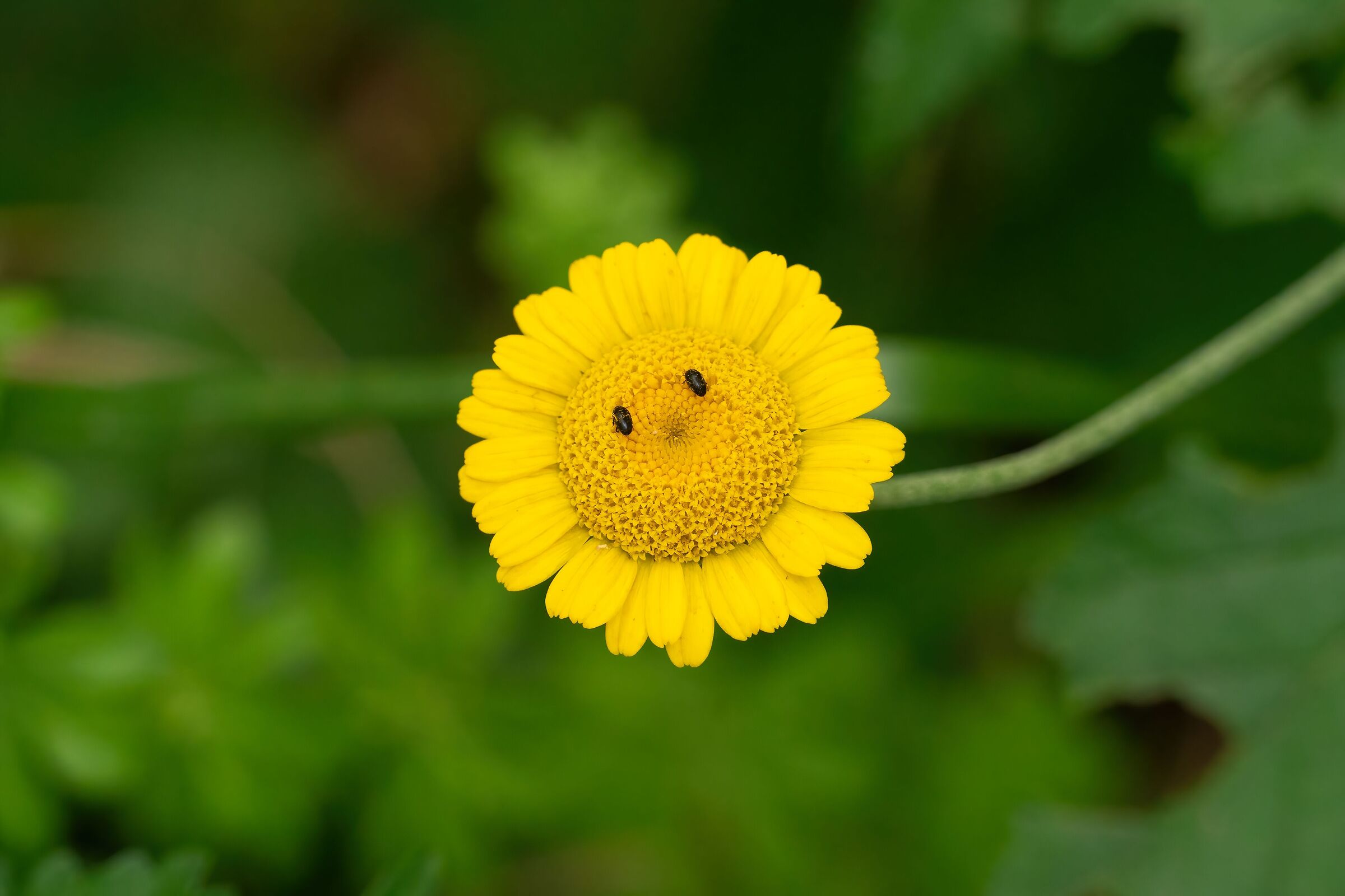 Emoticon, in the woods