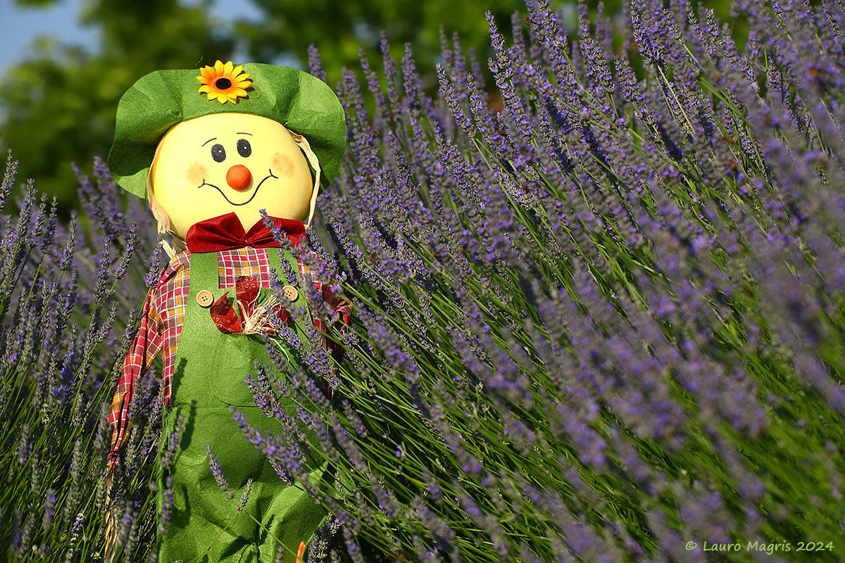 Walking in the field