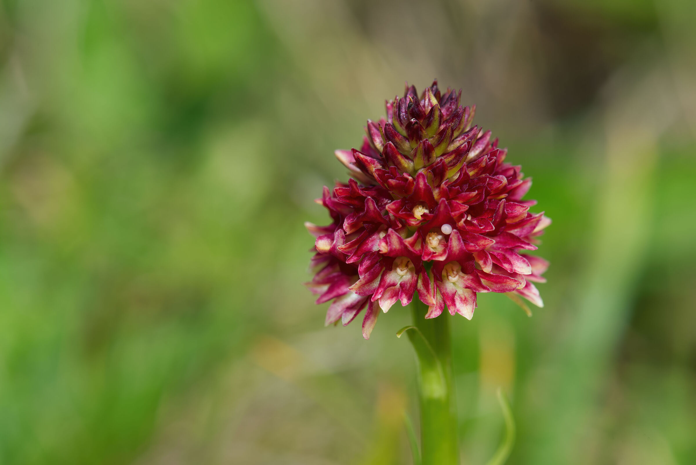 Gymnadenia rhellicani con uovo di falena
