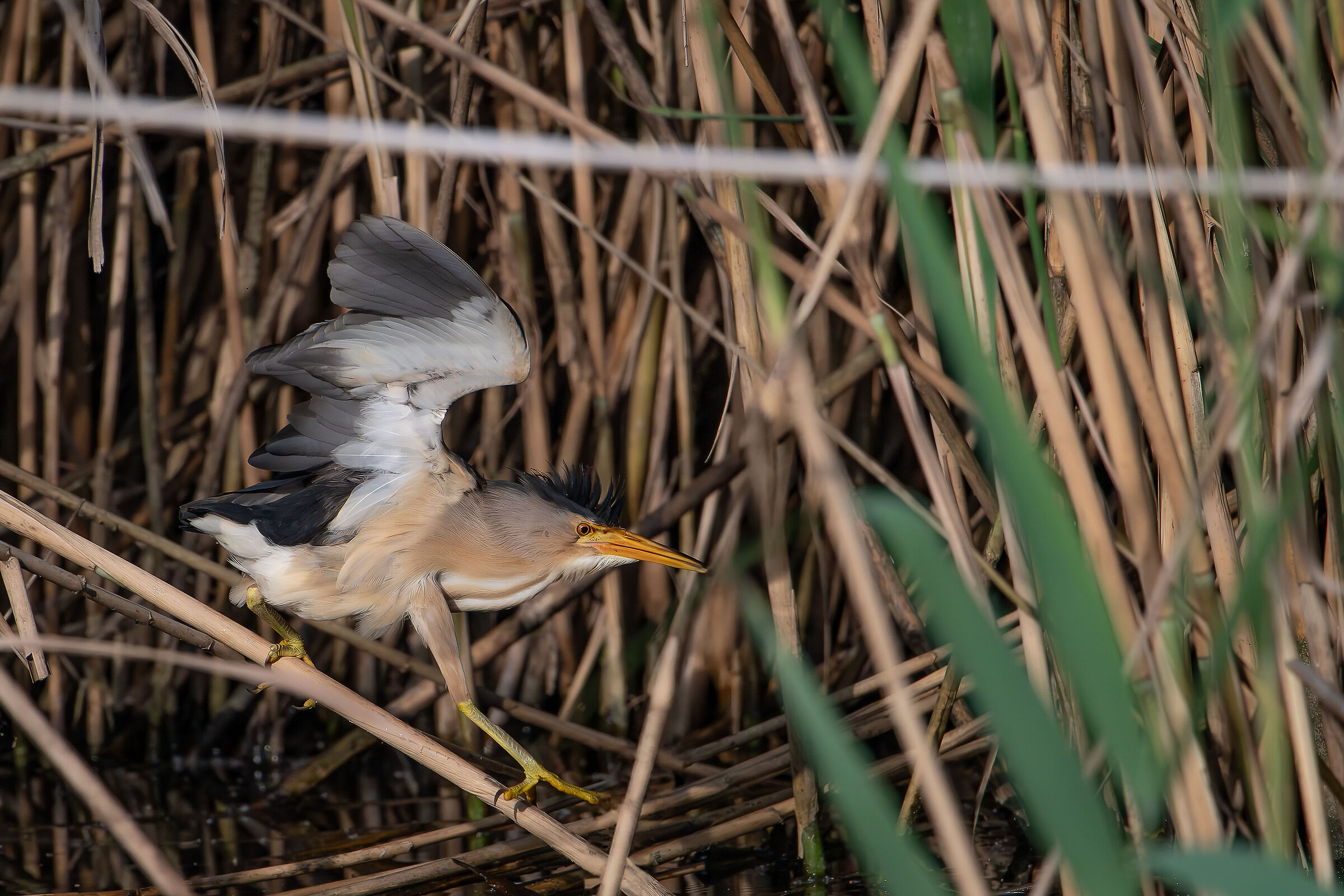 Tarabusino June 2024 Prov. Lecc