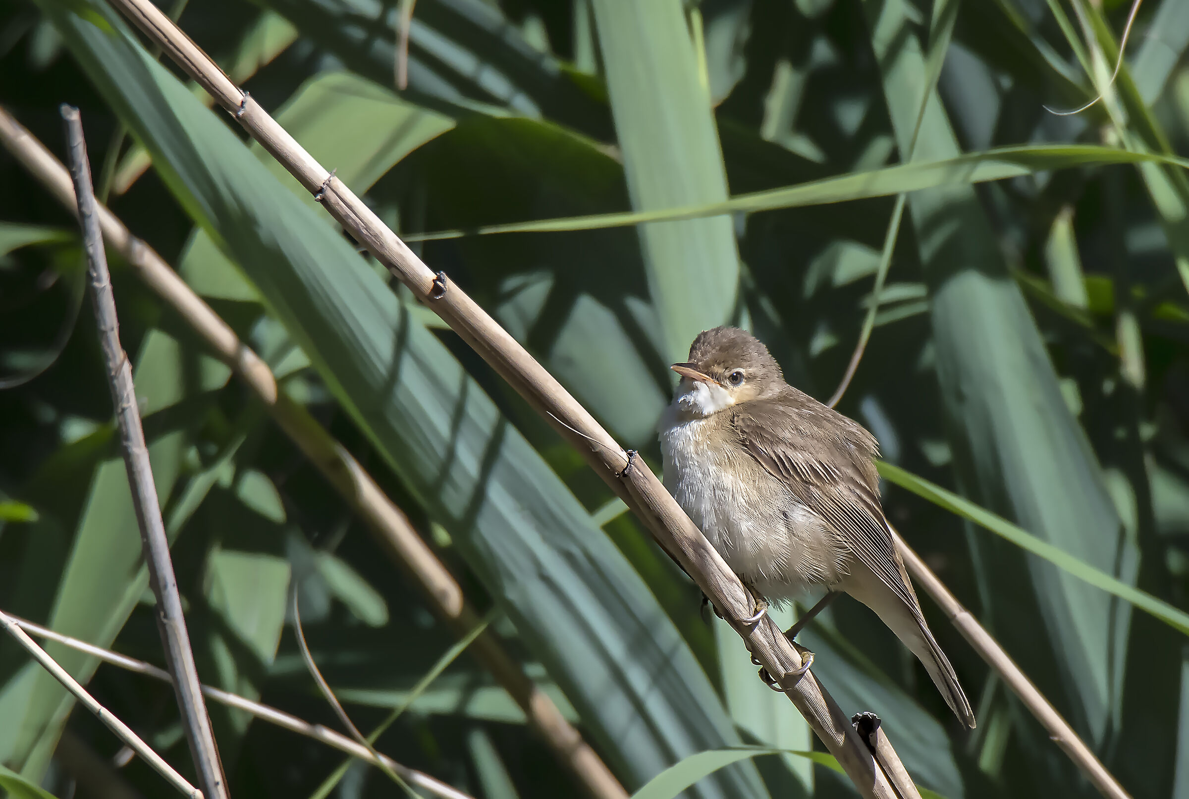 Reed Warbler