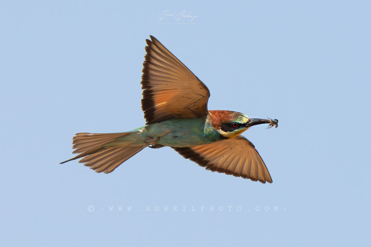 Il gruccione europeo