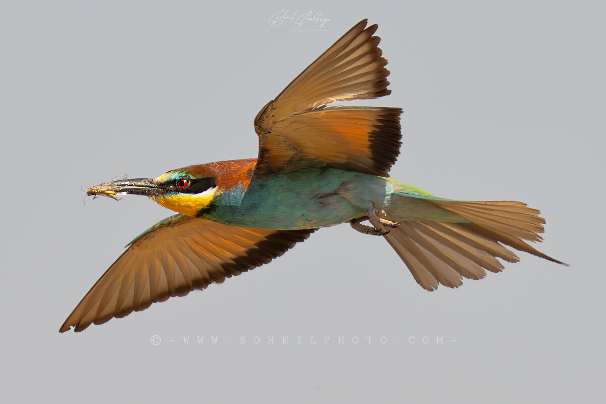 Il gruccione europeo