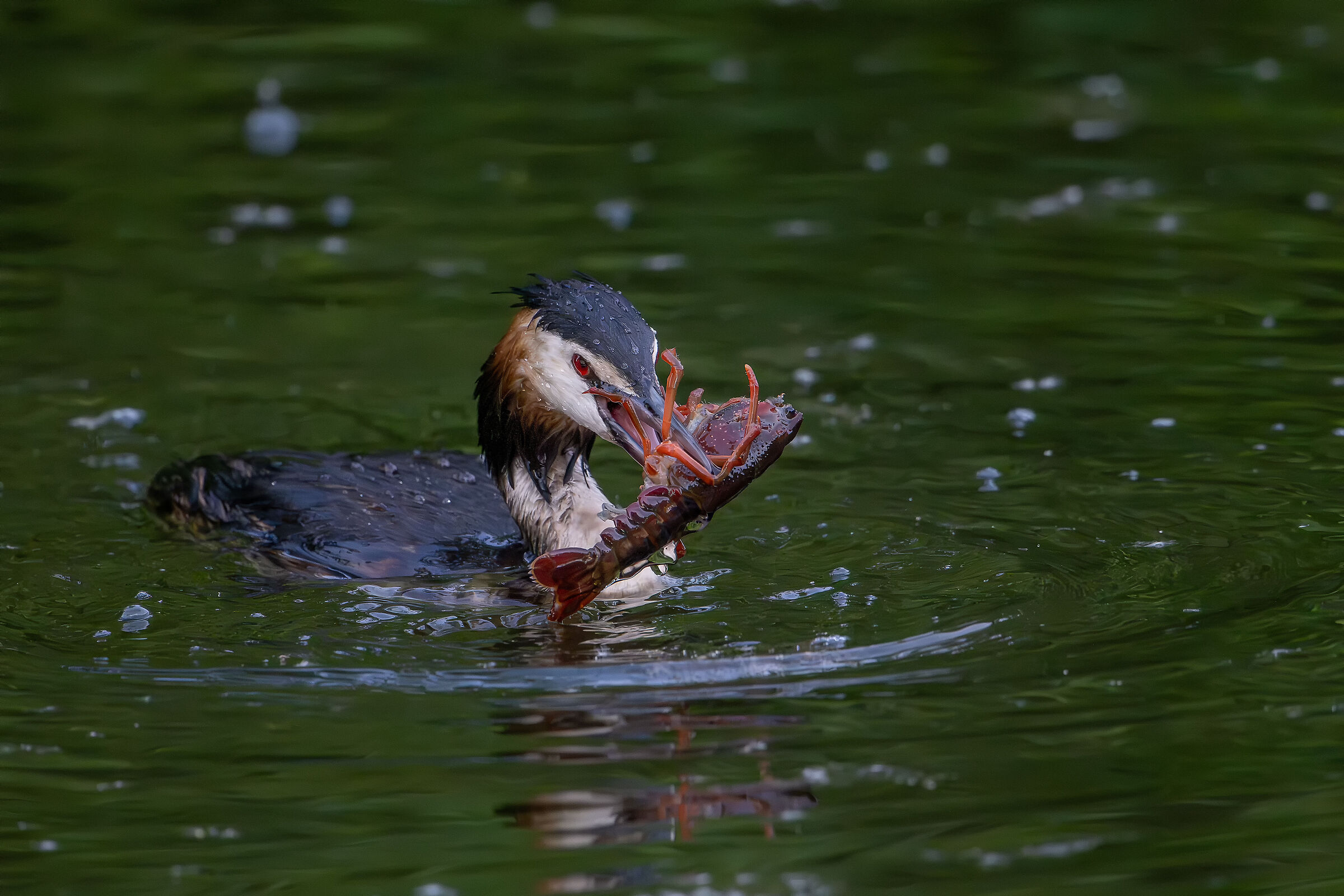 Grebe with prey