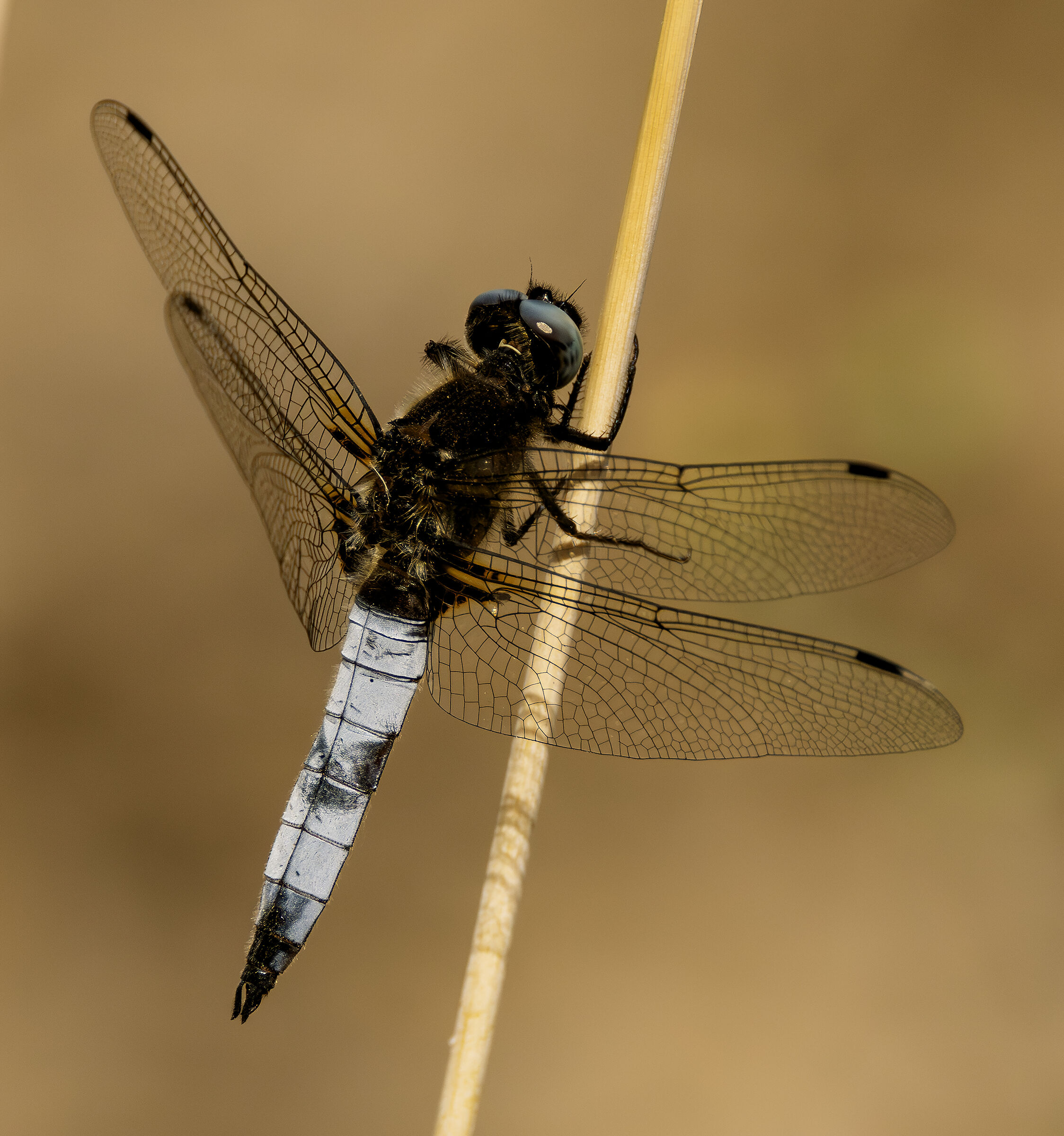 Dragonfly