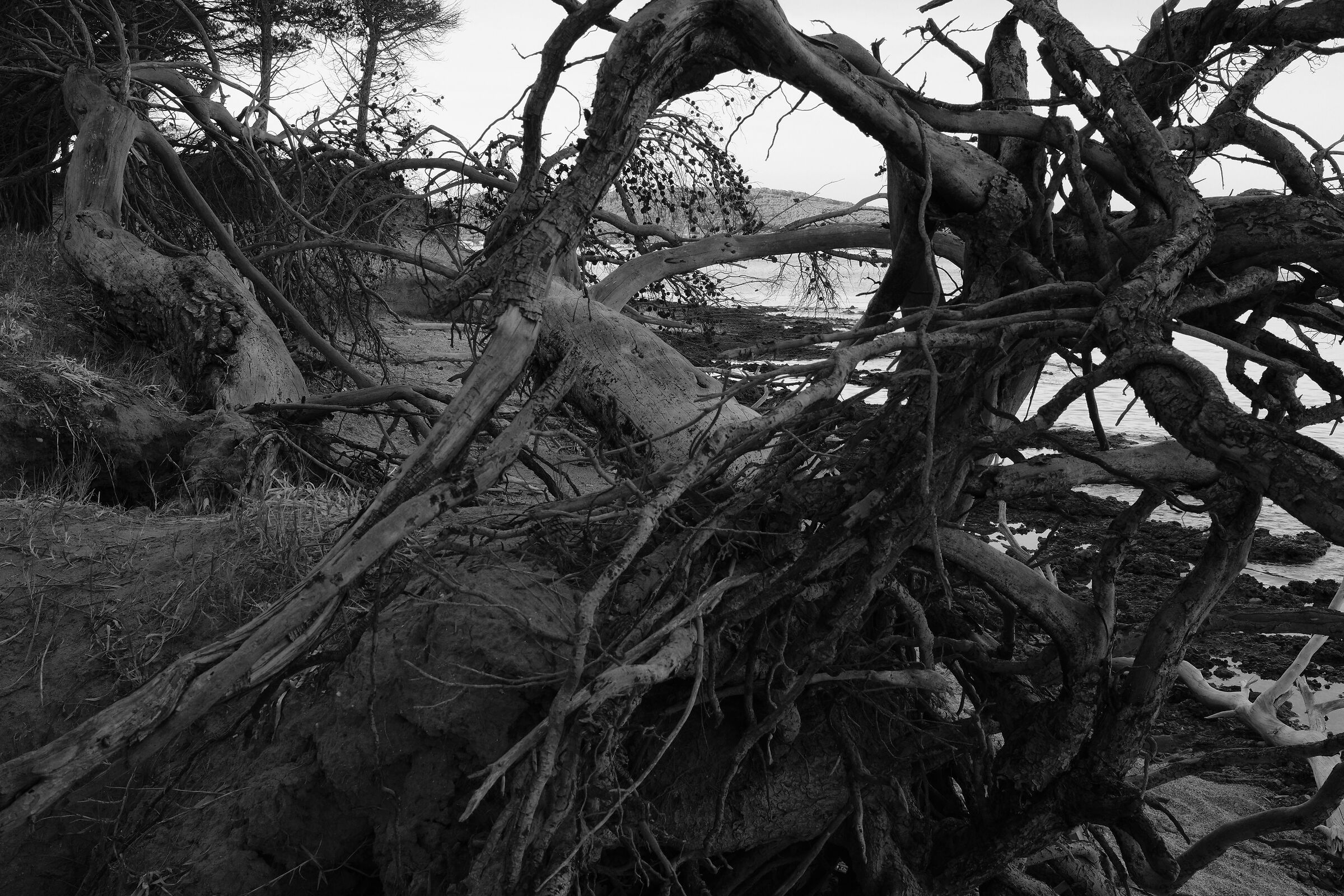 questi tronchi davanti al mare