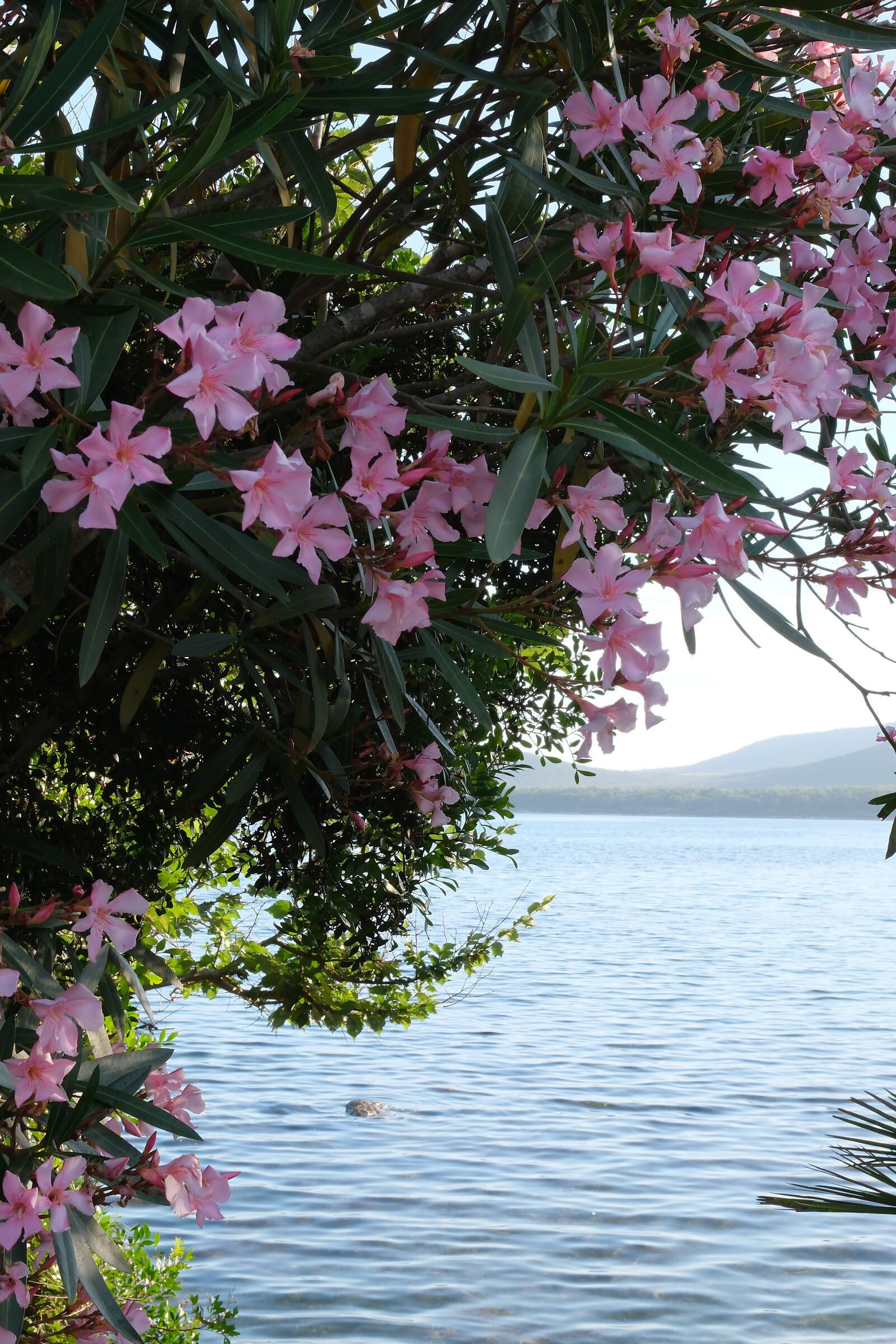 il mare tra gli oleandri