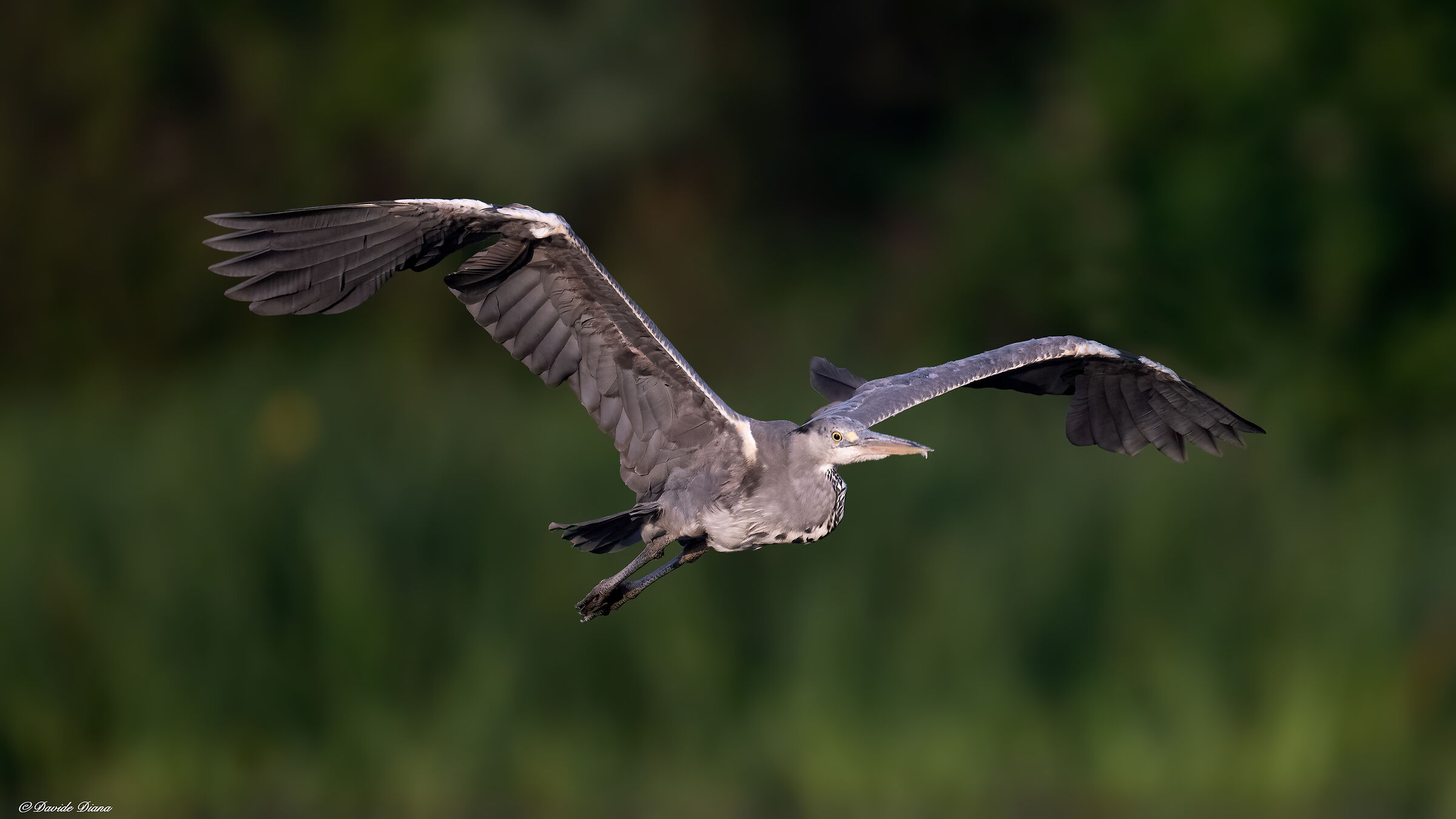 Grey heron
