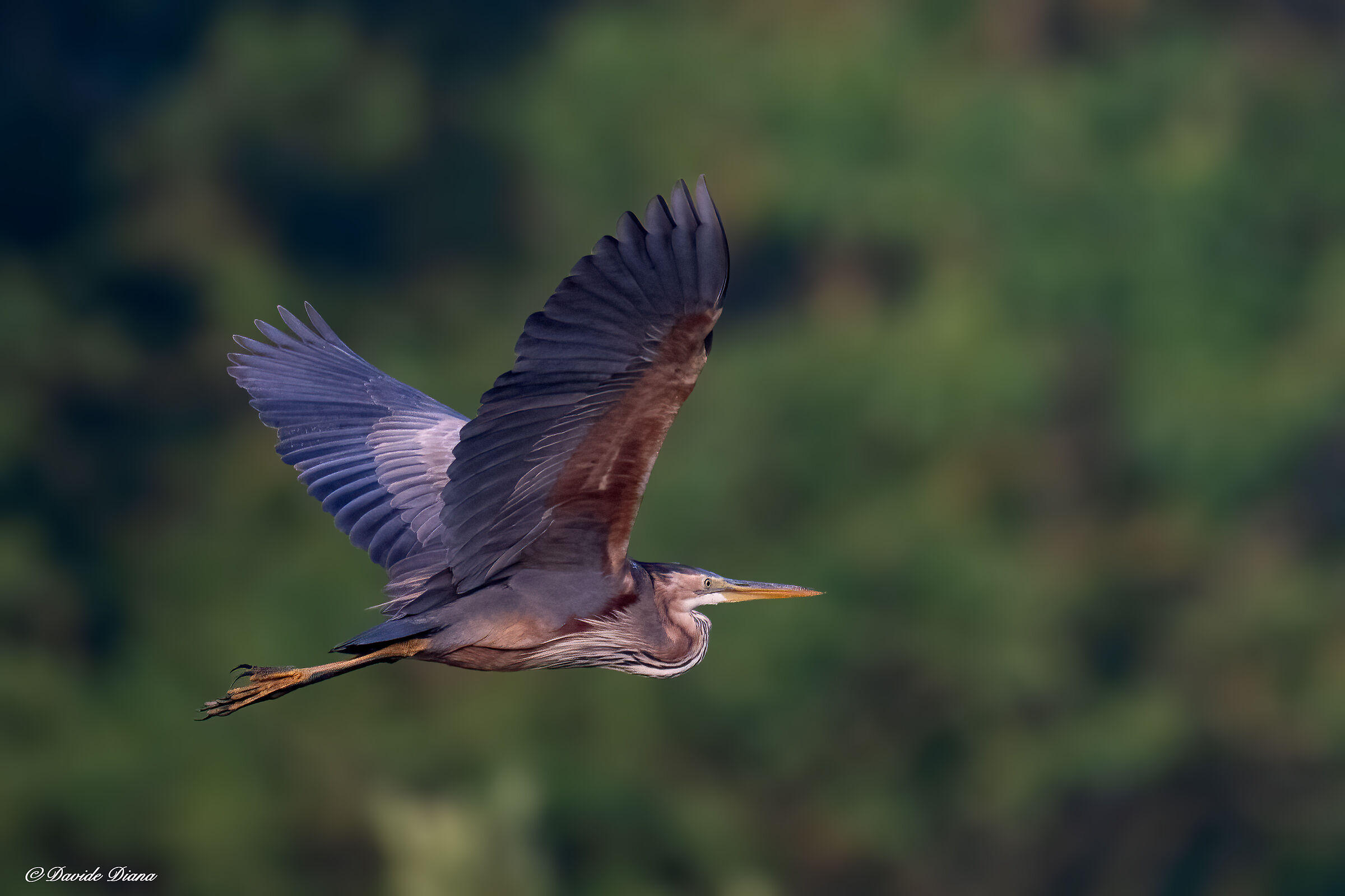 Red Heron