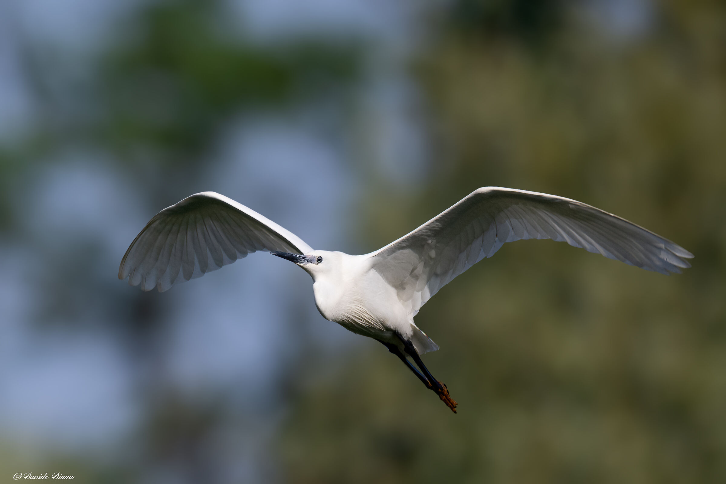 Egret