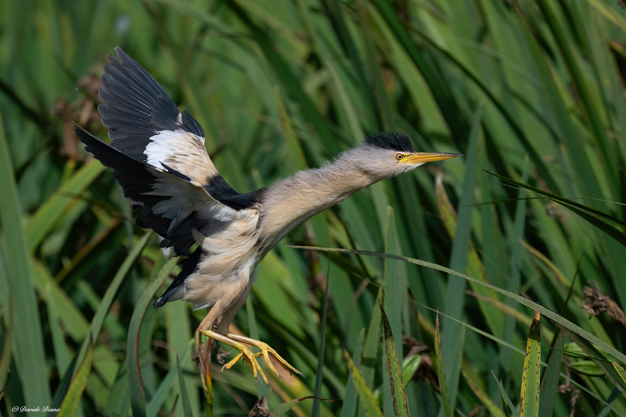 Little bittern