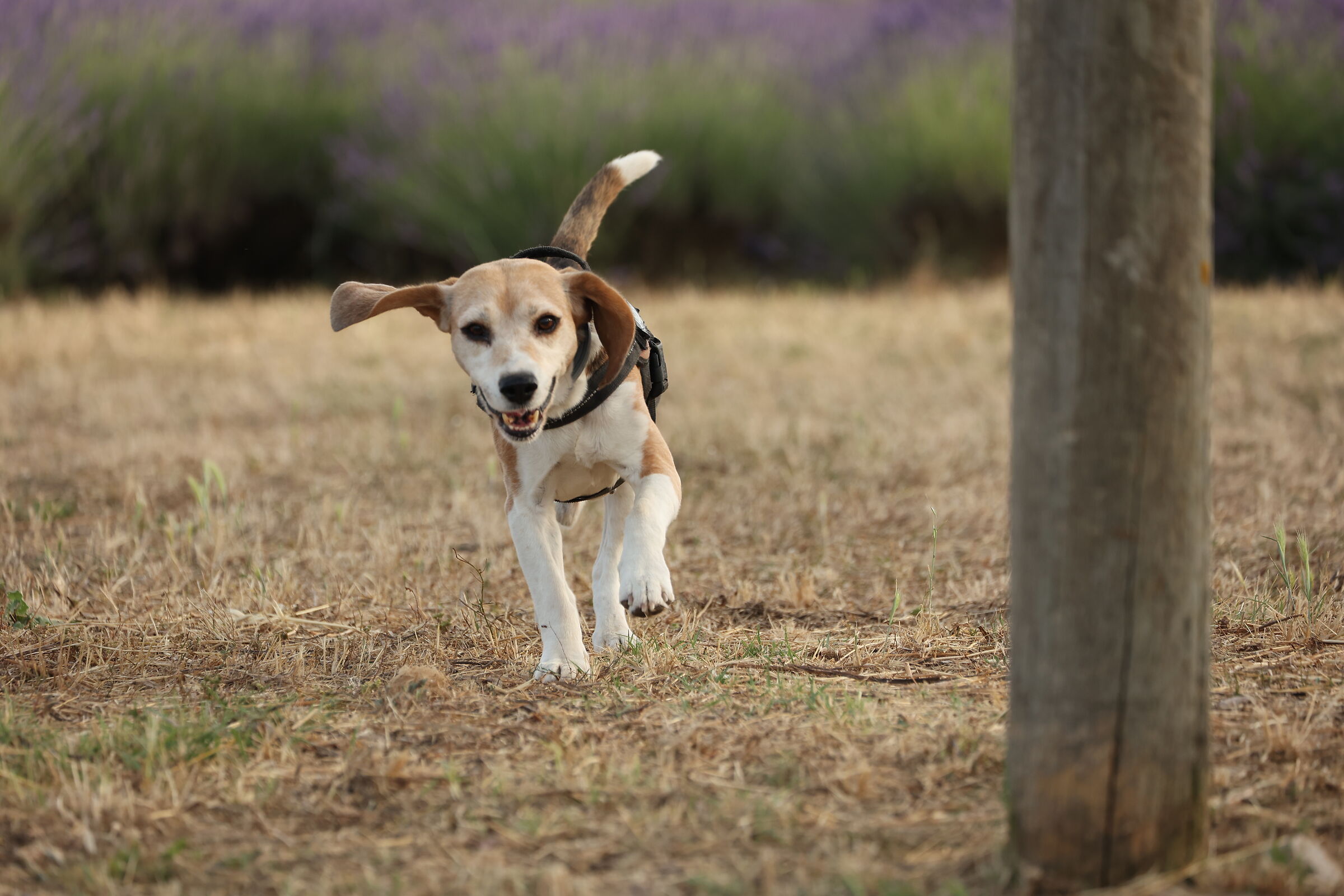 Toby galloping in "Elvio's Lavender"