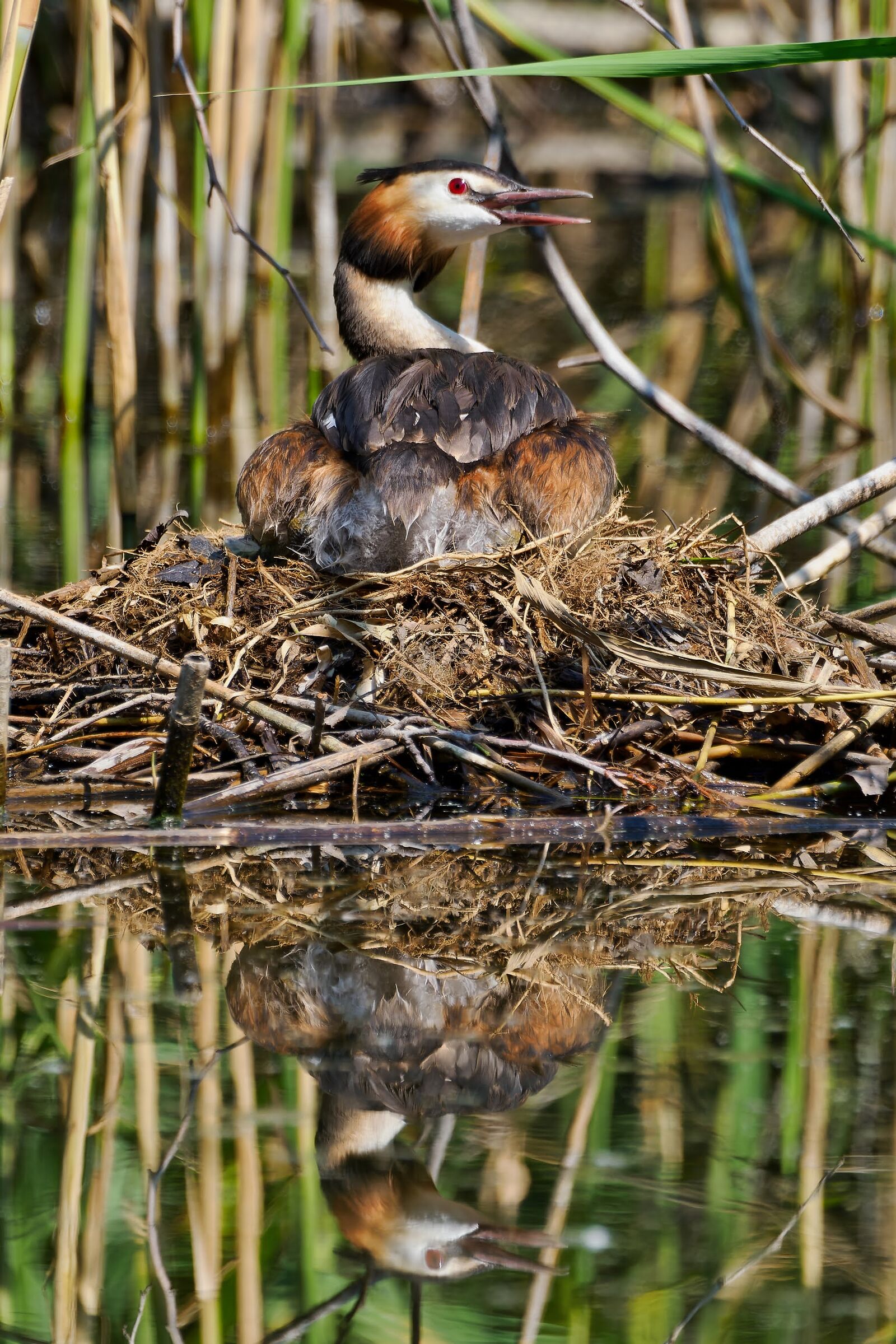 Great crested grebe