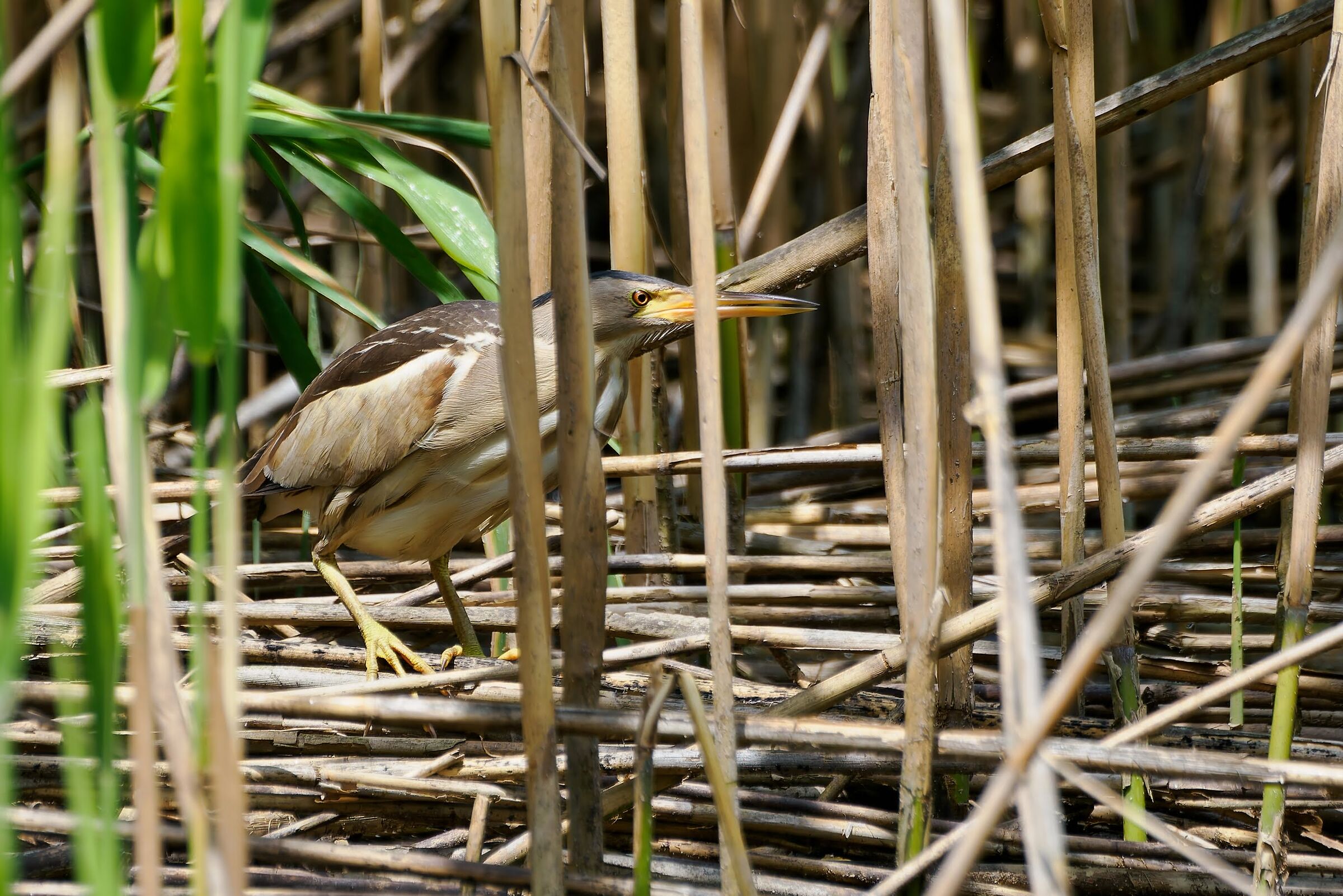 Little bittern