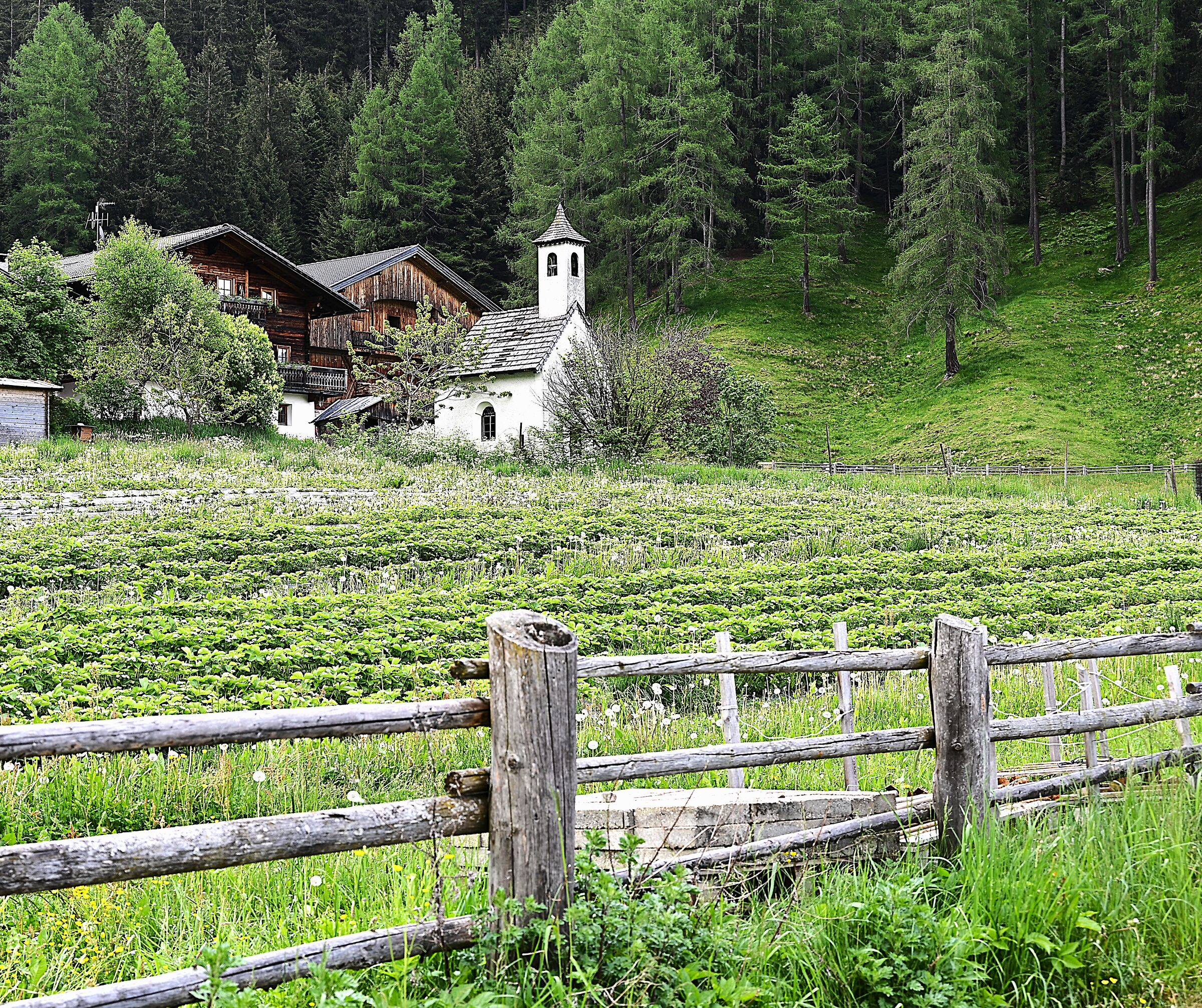 Potato field with little church in Sinnerhaimat.......