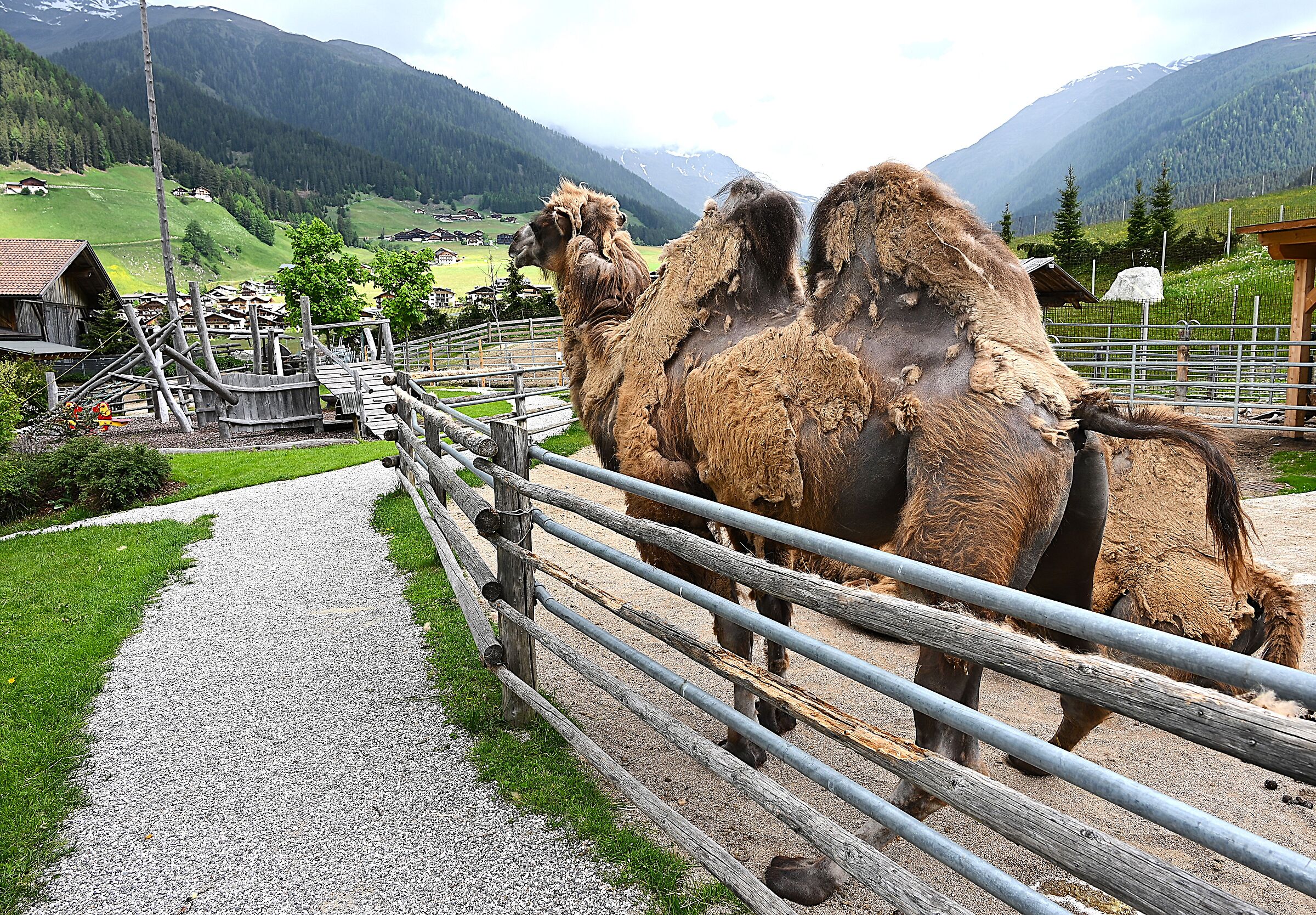 Camels in St. Magdalena of Casies, in Sinnerhaimat.