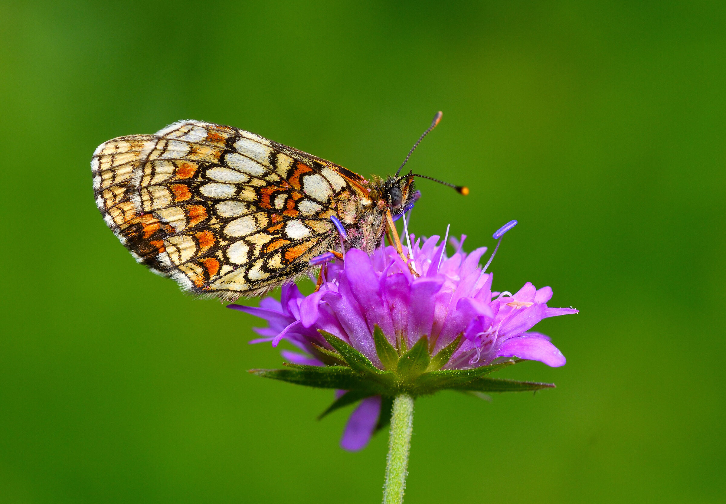 those who go to the mill get floured...