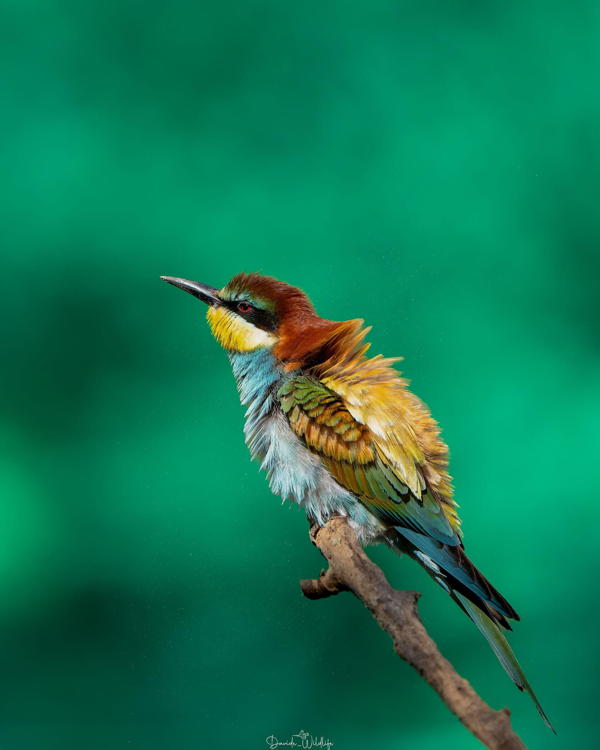 bee-eater