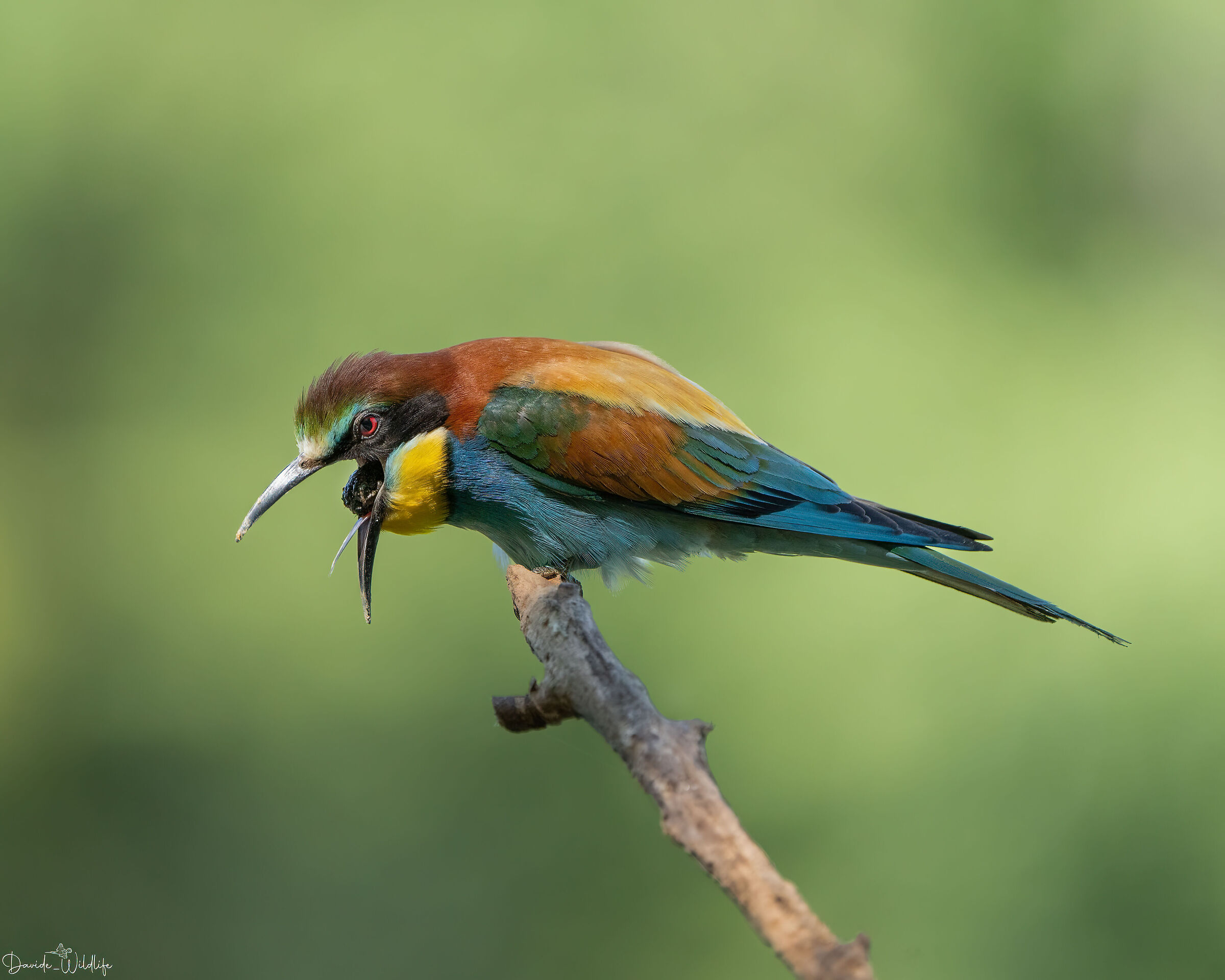 Bee-eater with wad