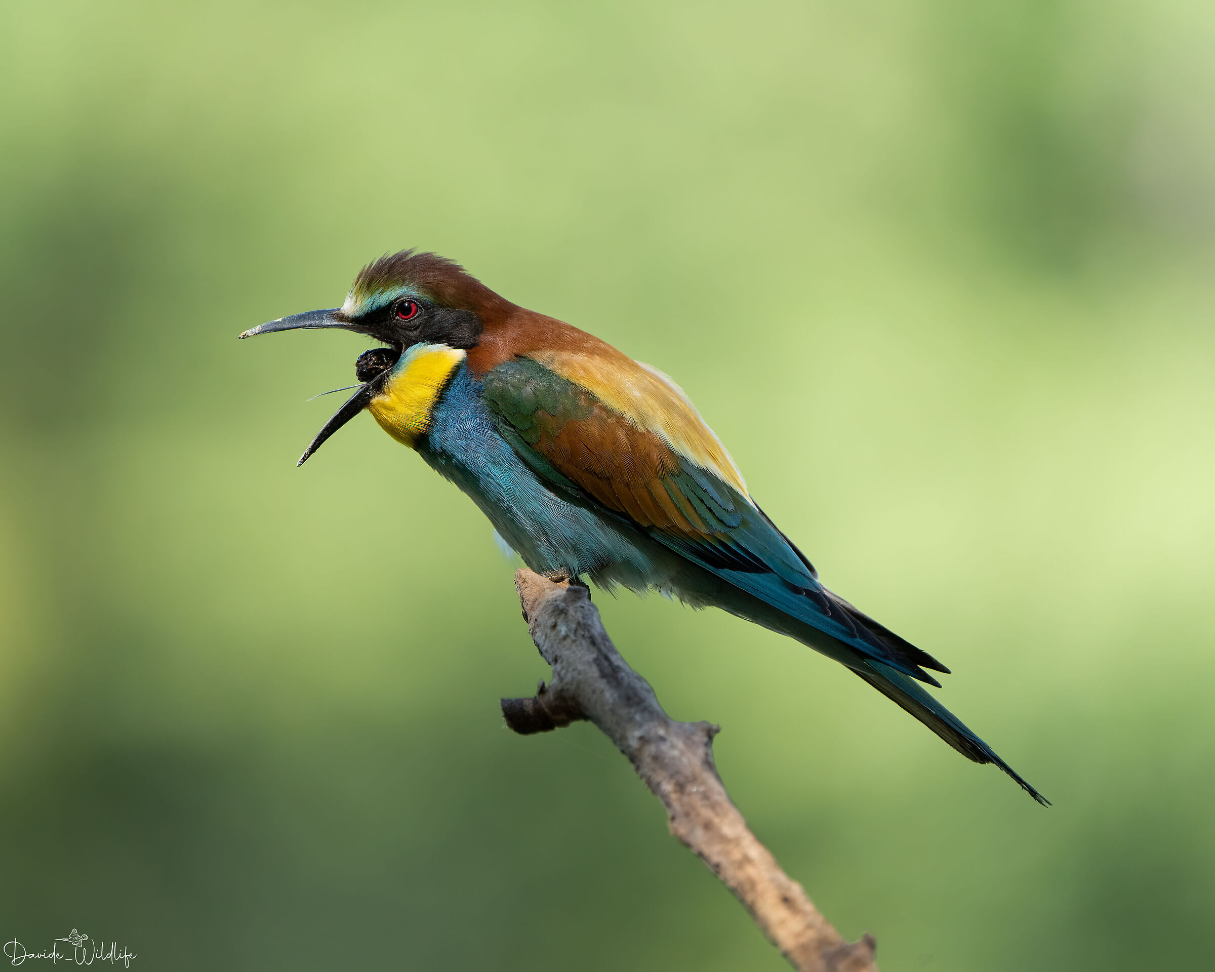 Bee-eater with wad