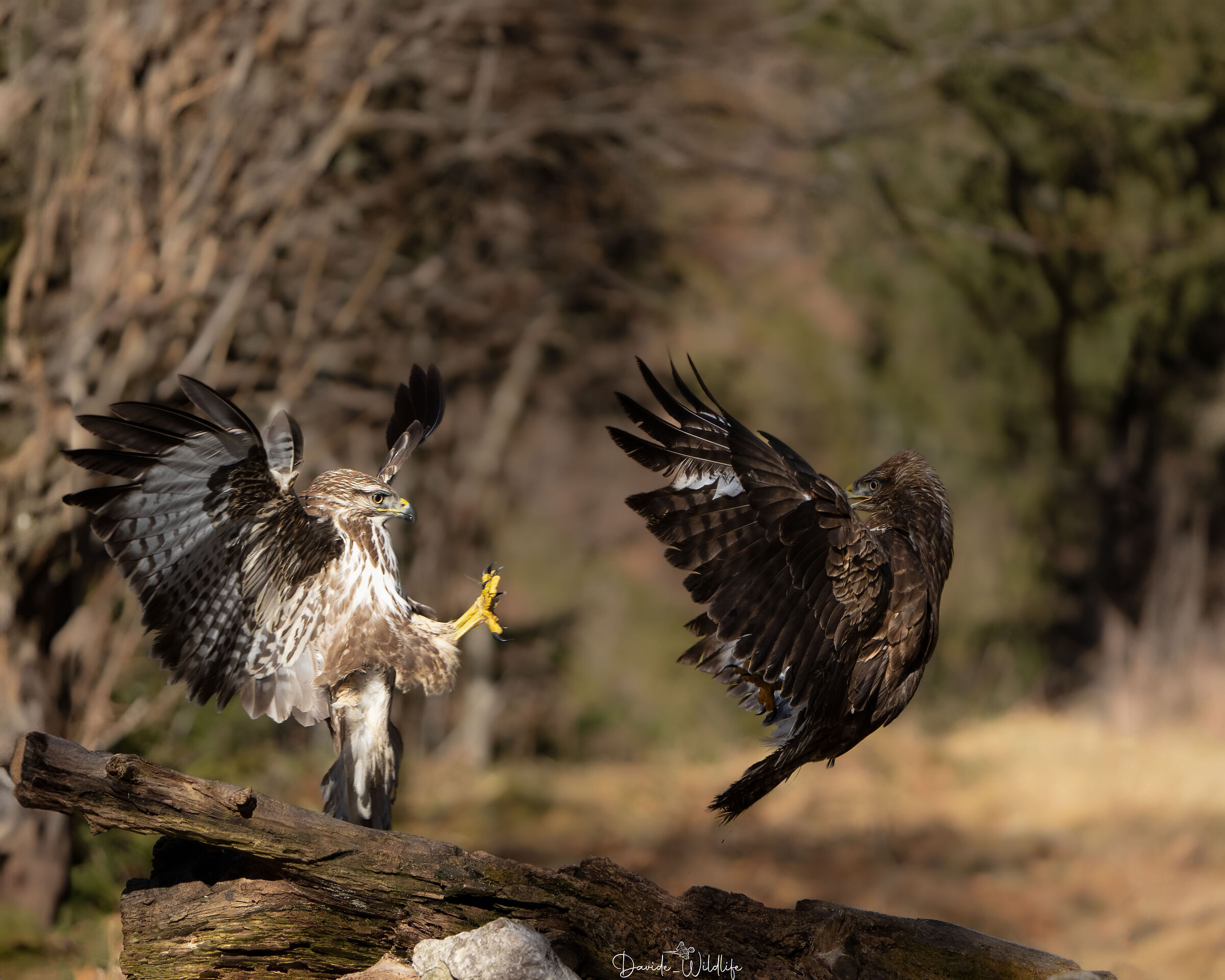 Buzzard Fight
