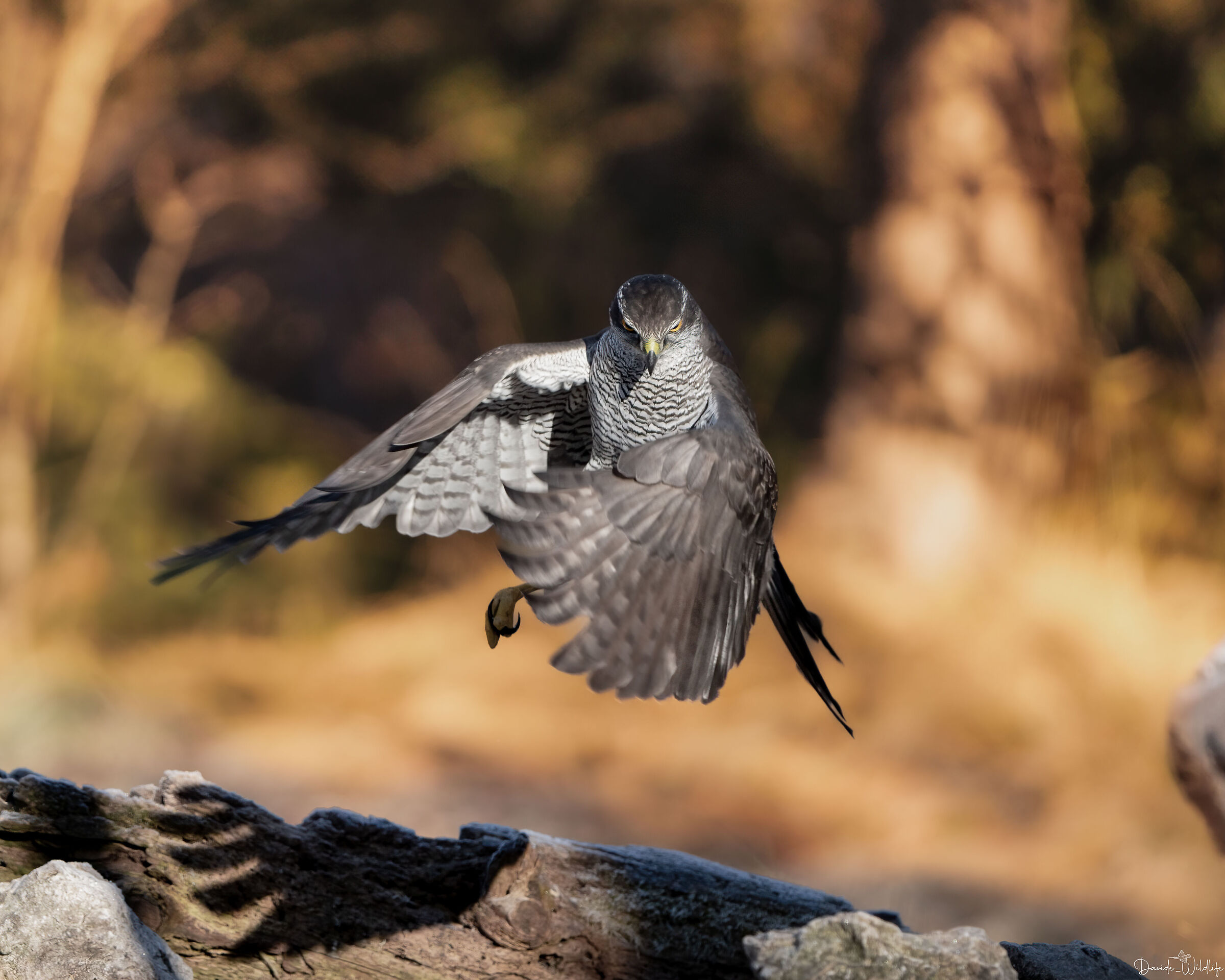 goshawk