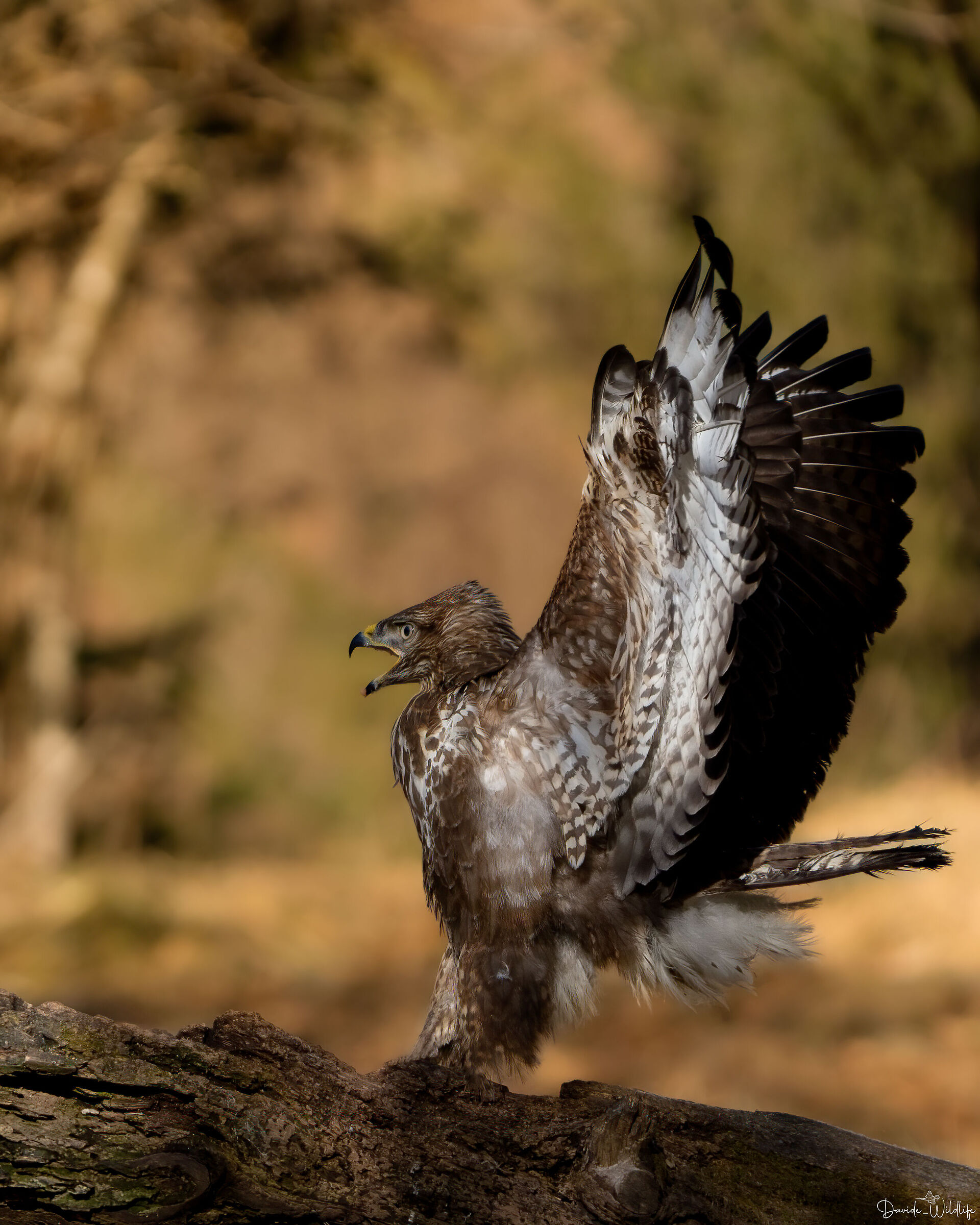 buzzard