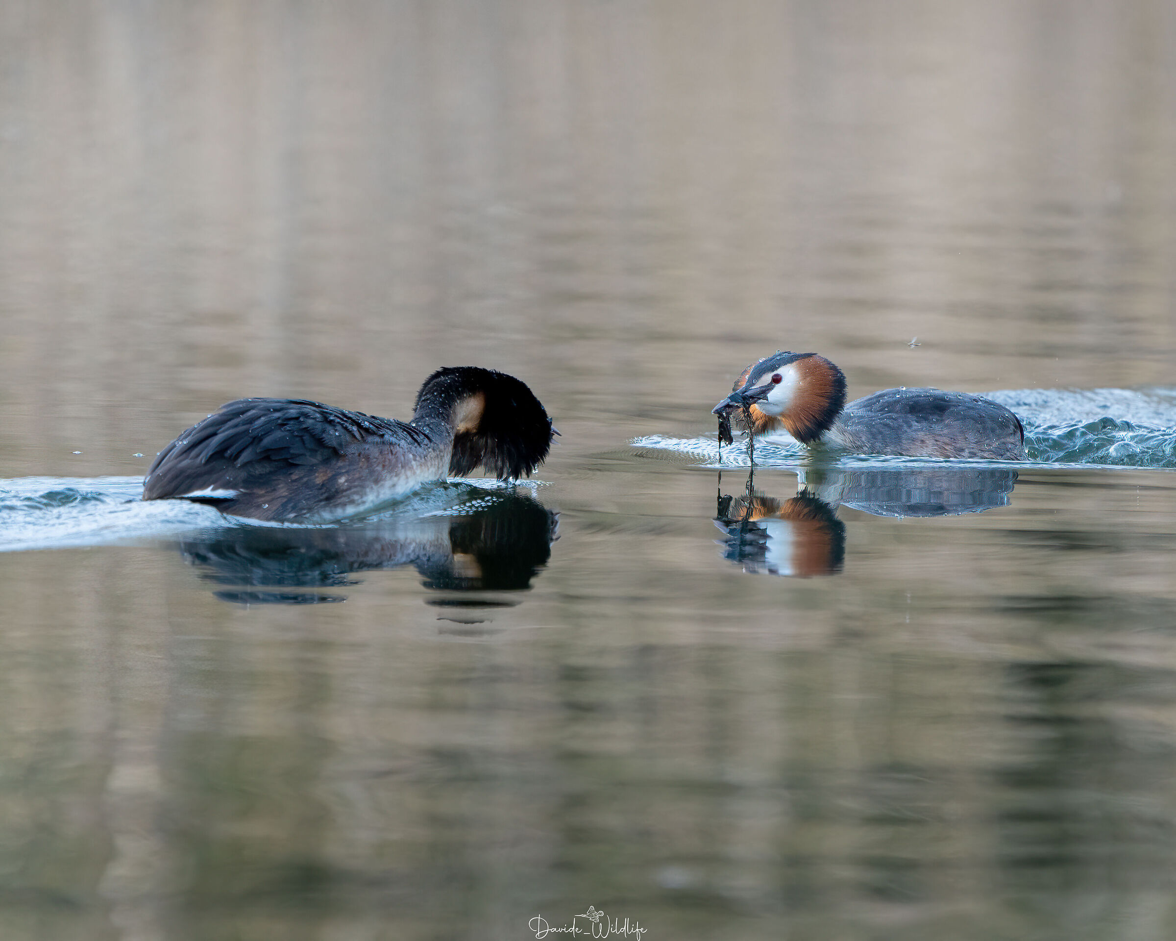Ritual Grebes