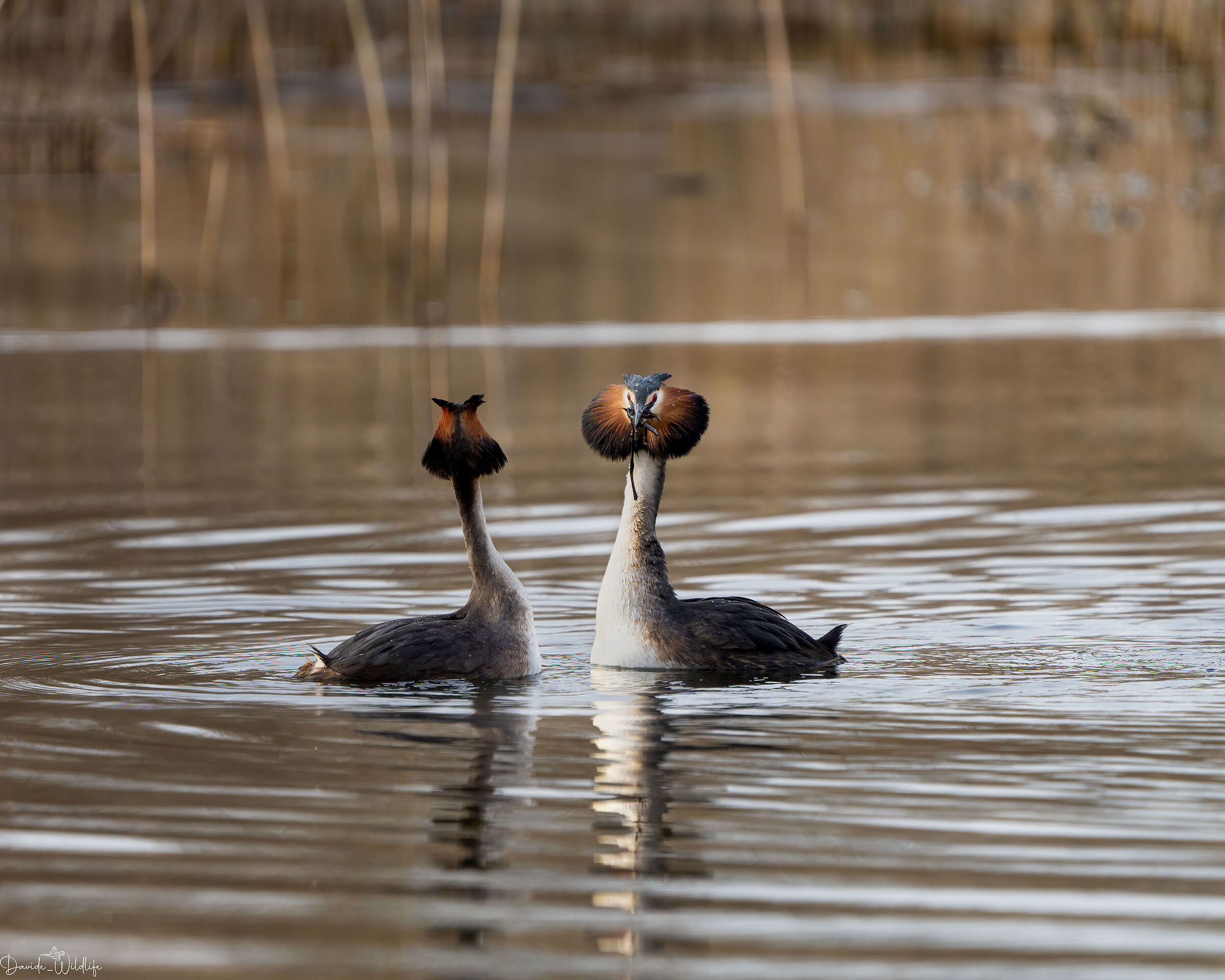 Grebes in Love