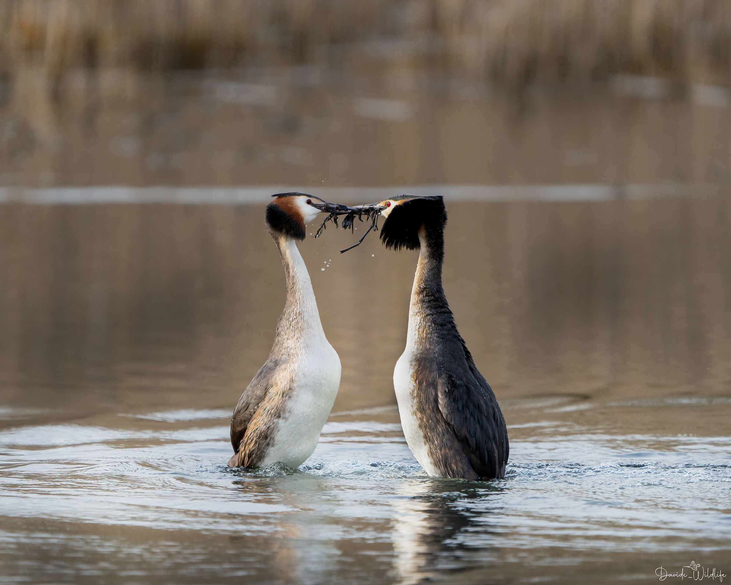 Grebes in Love