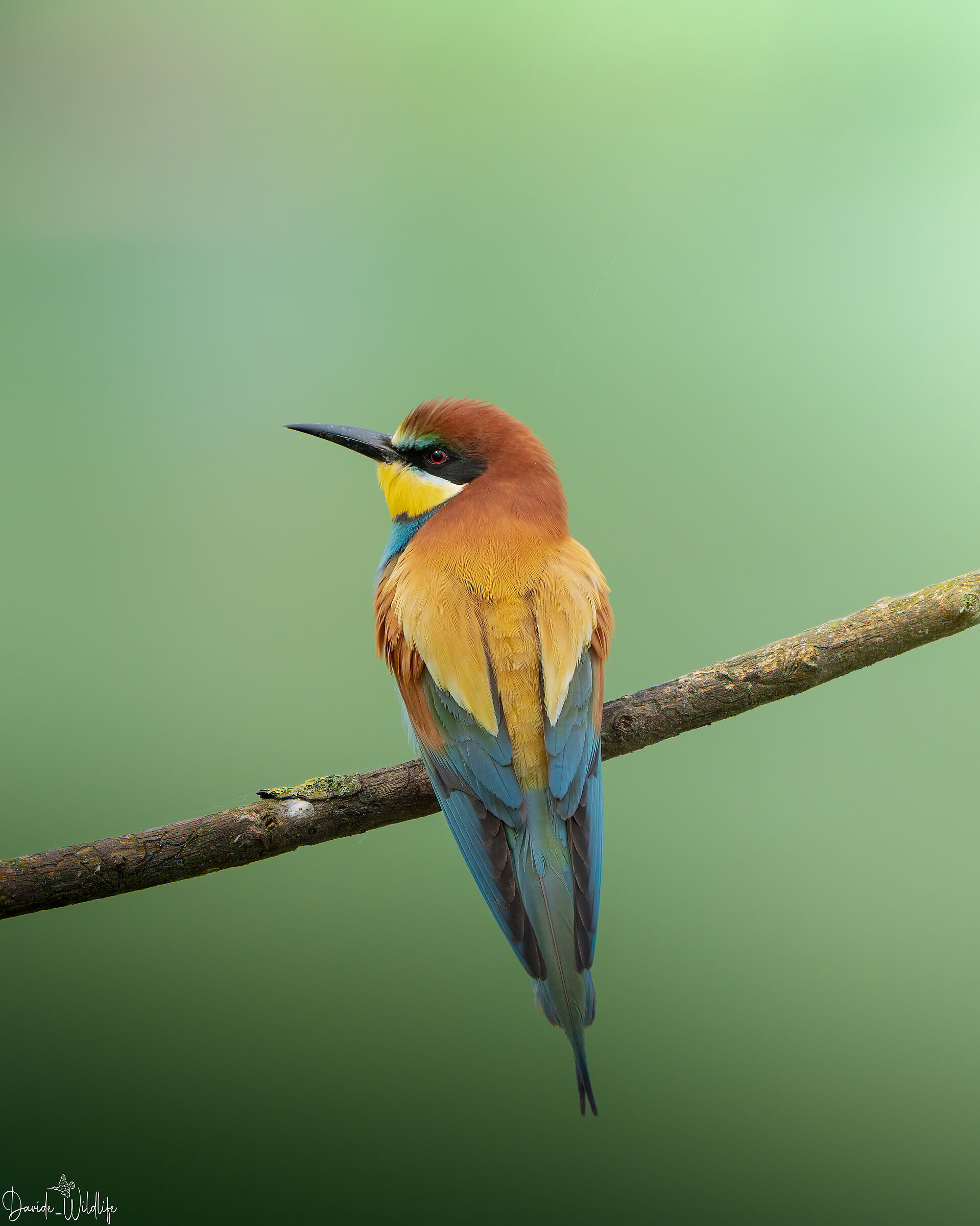 bee-eater