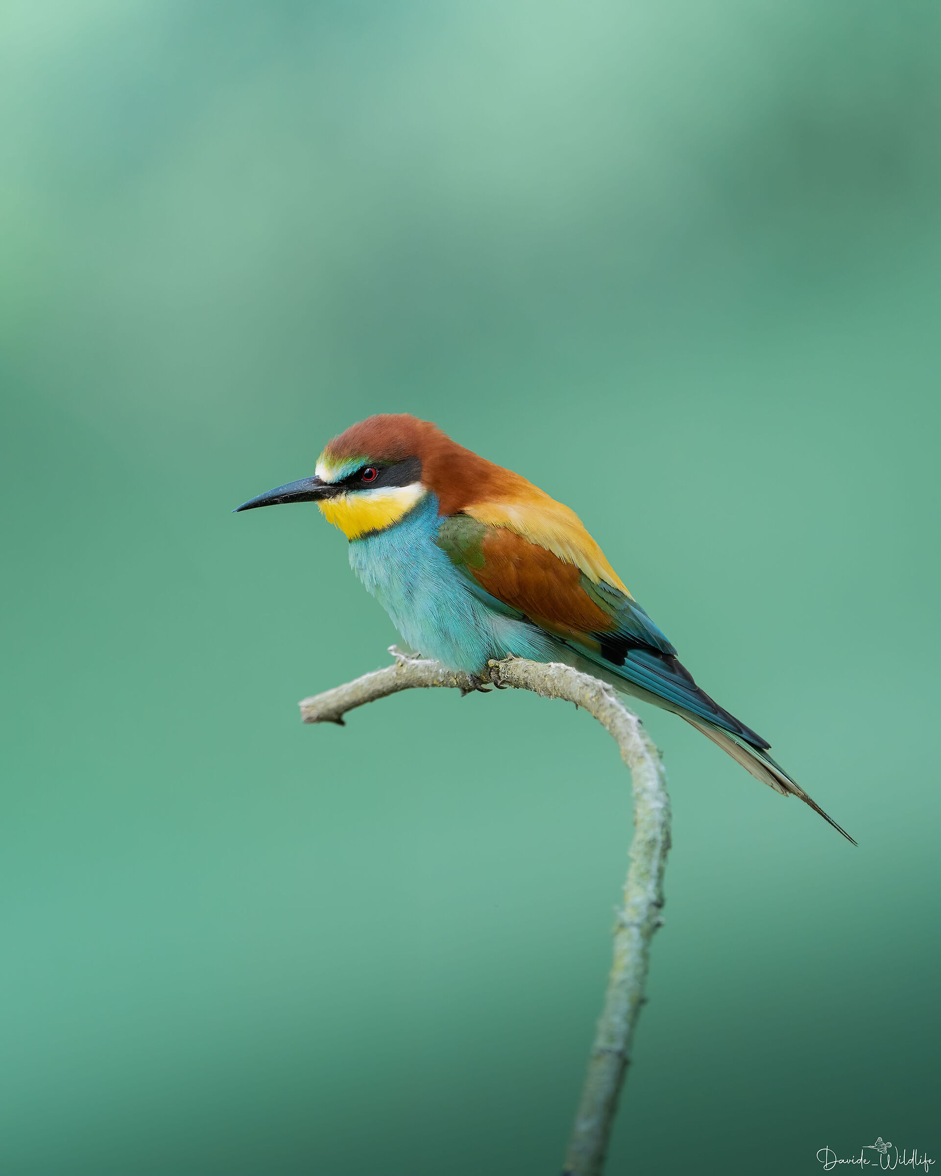 bee-eater