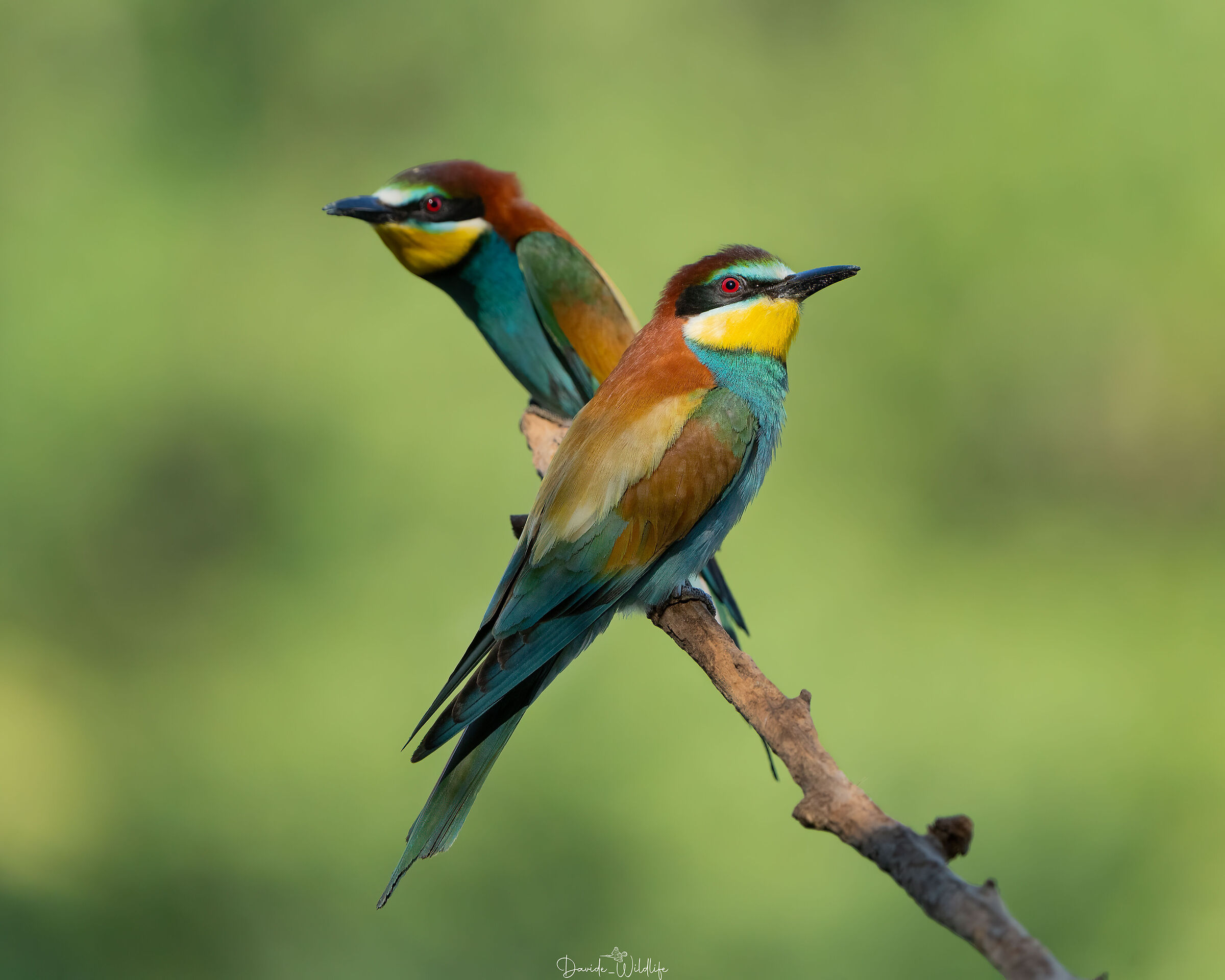 bee-eaters