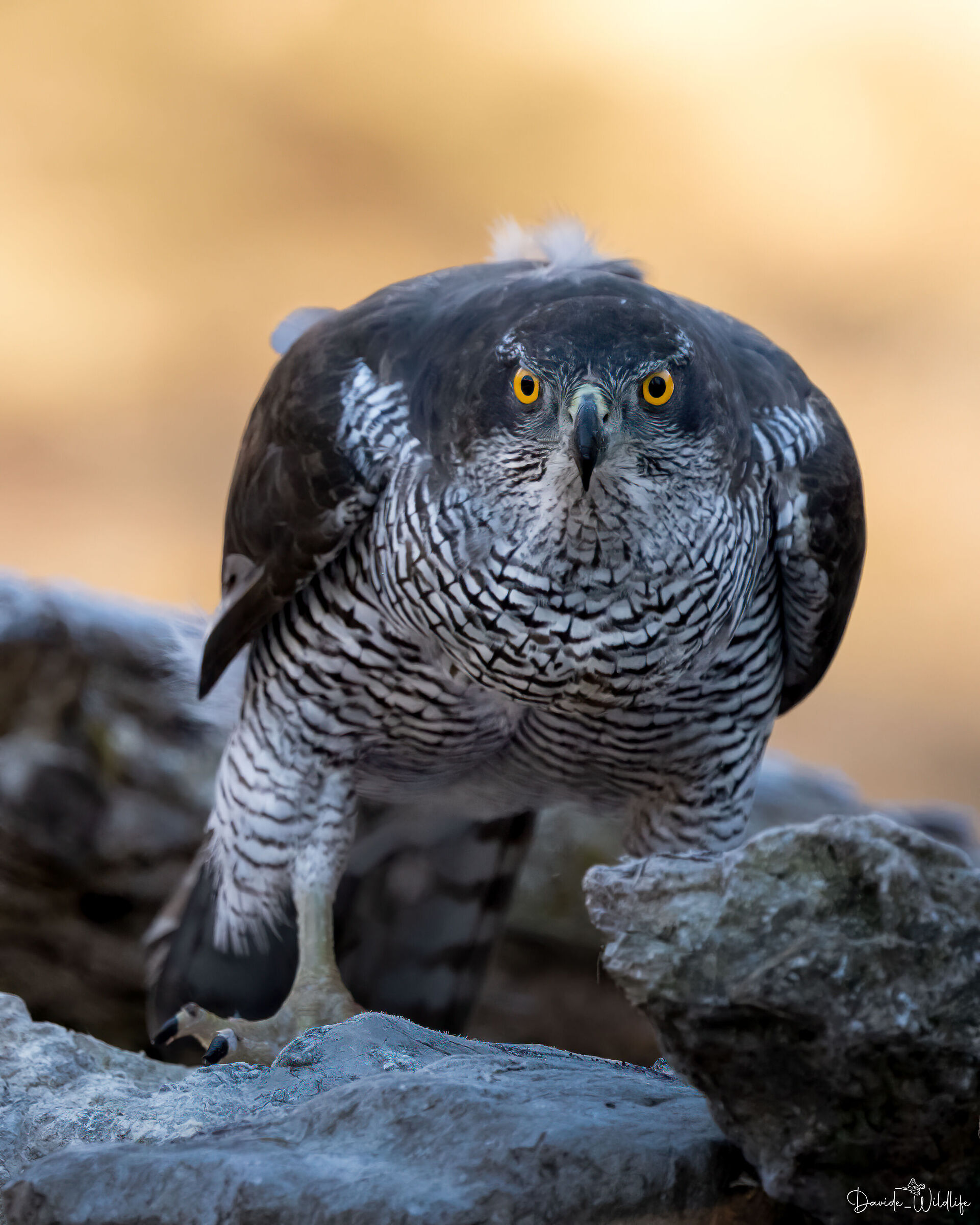 goshawk