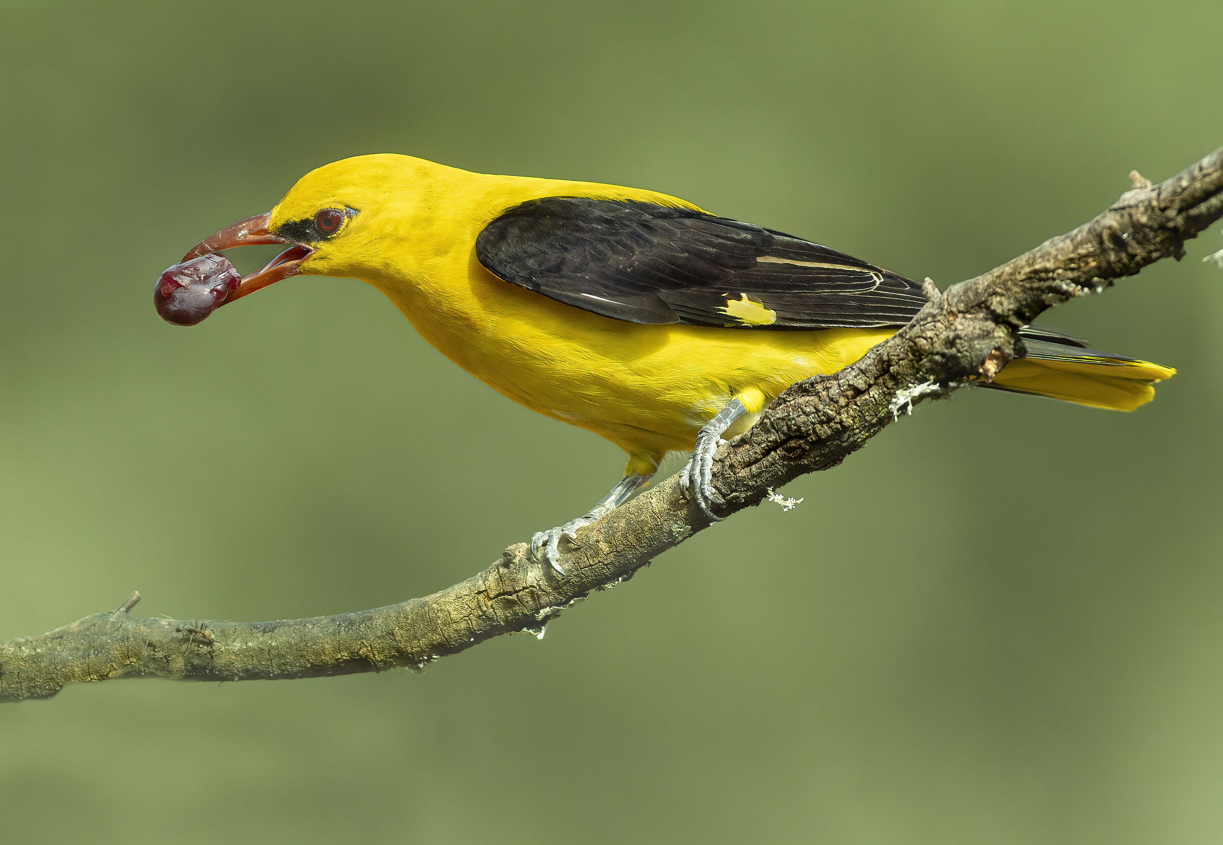 sweet fruits, oriole
