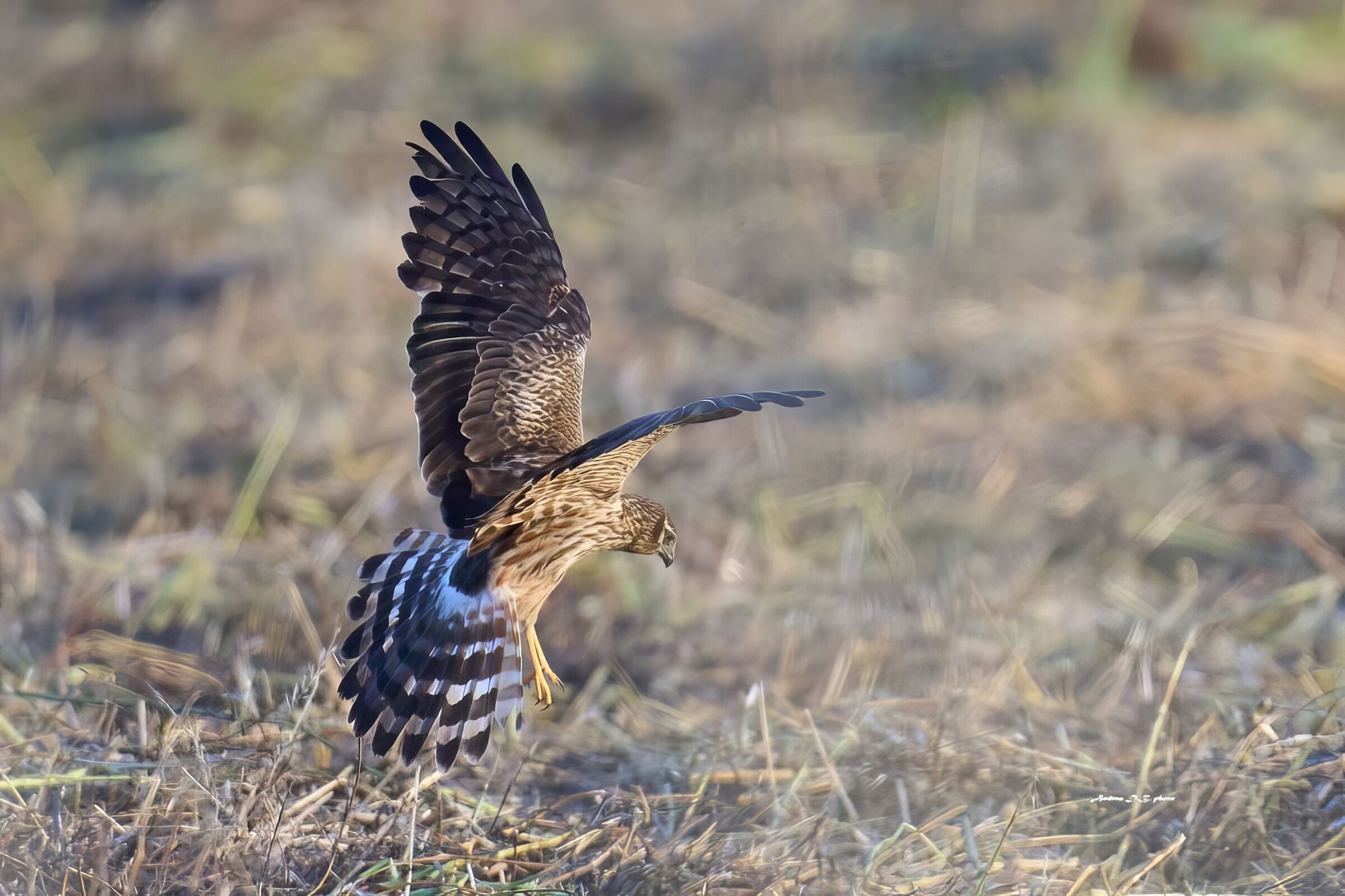 Female hen harrier