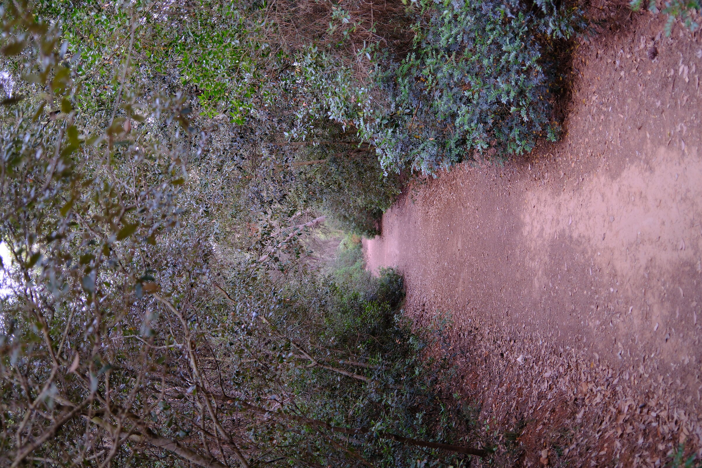 The blue path to Punta Giglio in the woods