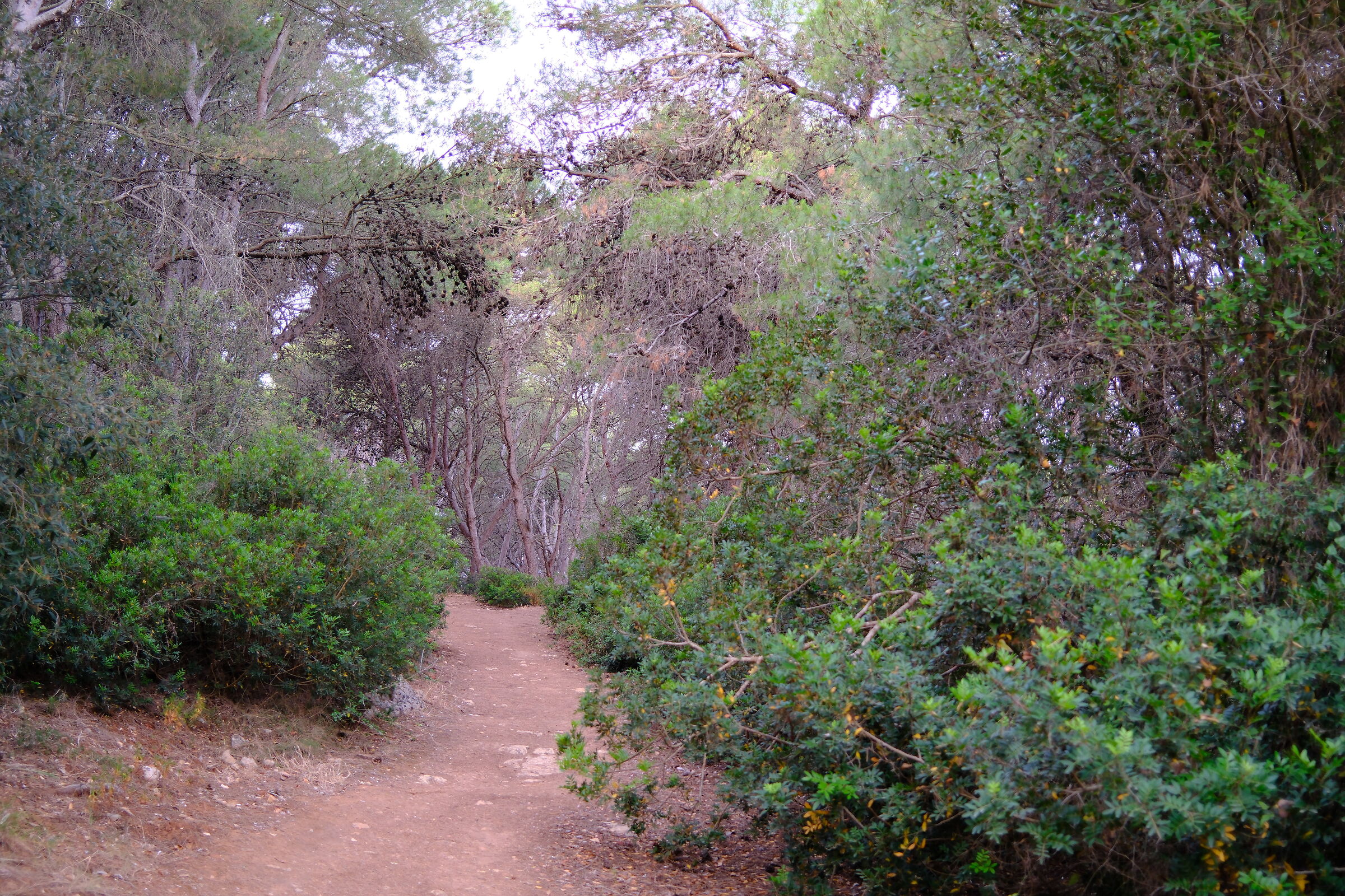 The trail begins to climb