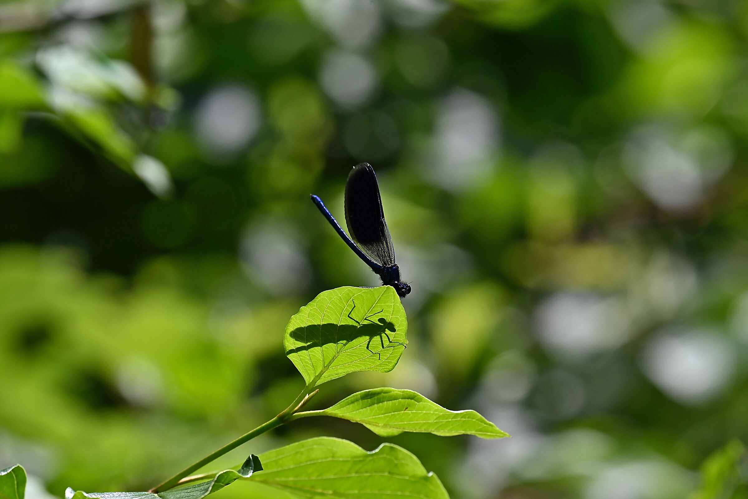 Libellula splendente di fonte