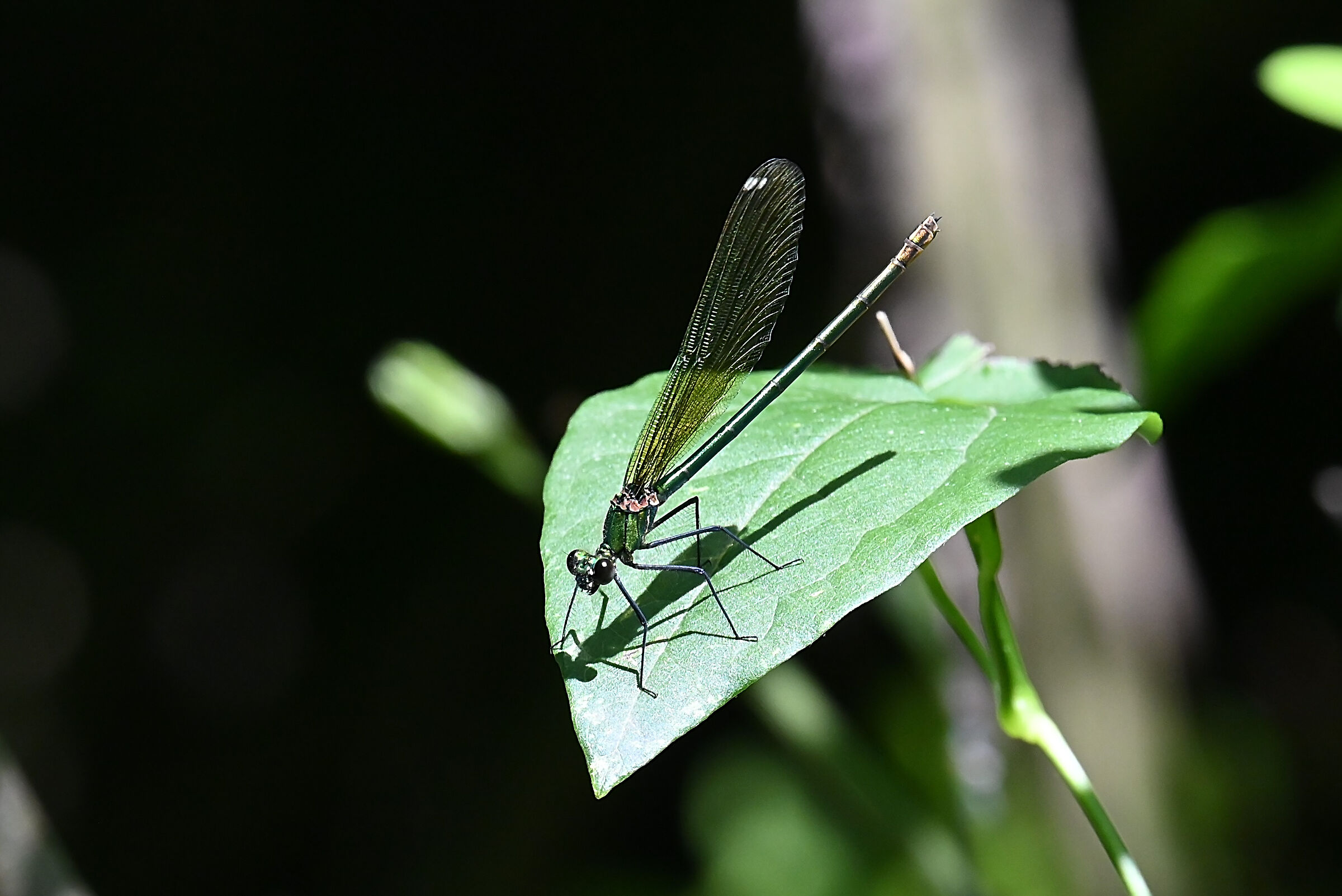 Common Shining Dragonfly