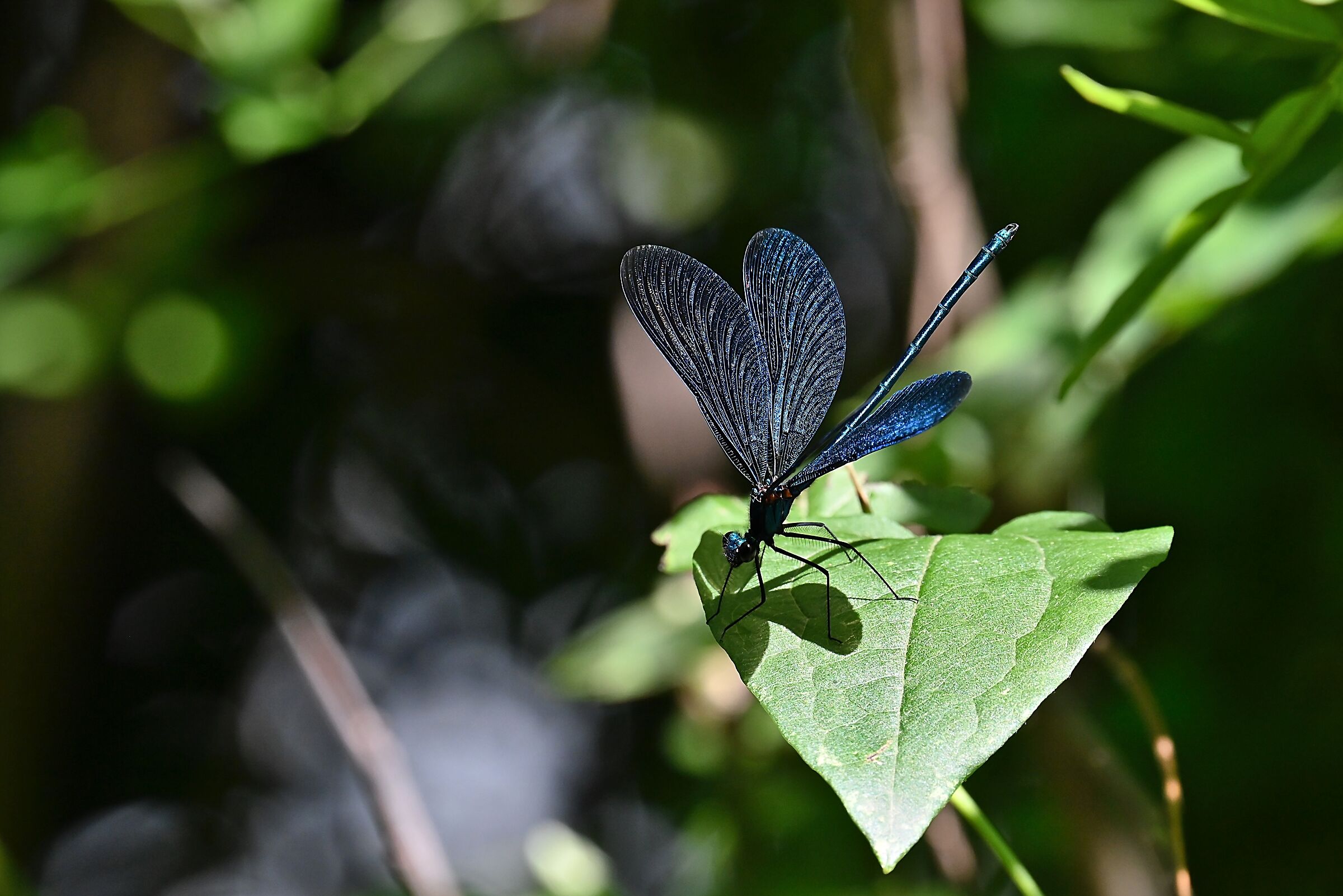 Fountain Shining Dragonfly