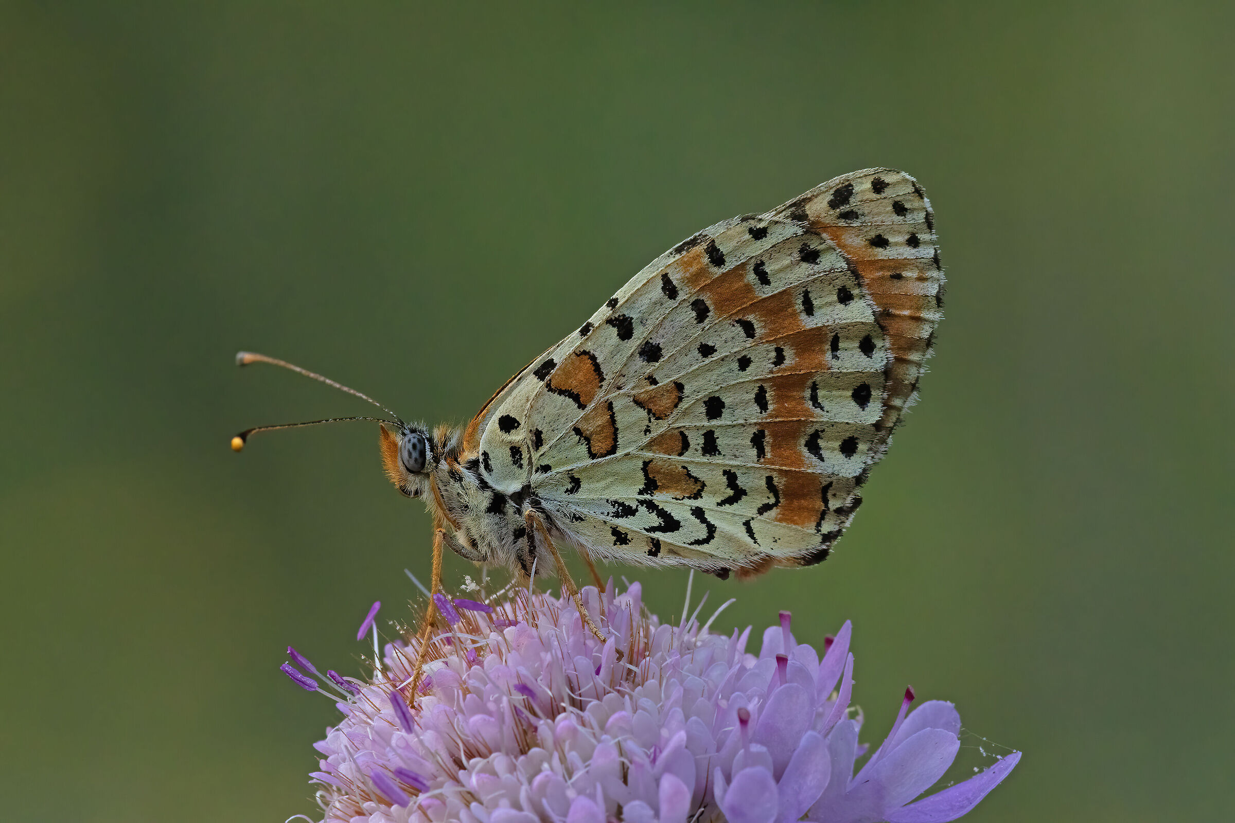 Melitaea cinxia