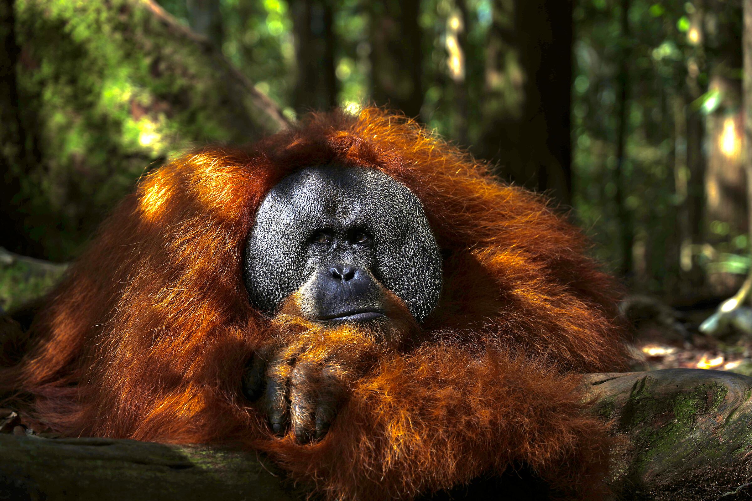 OrangUtan in relaxation