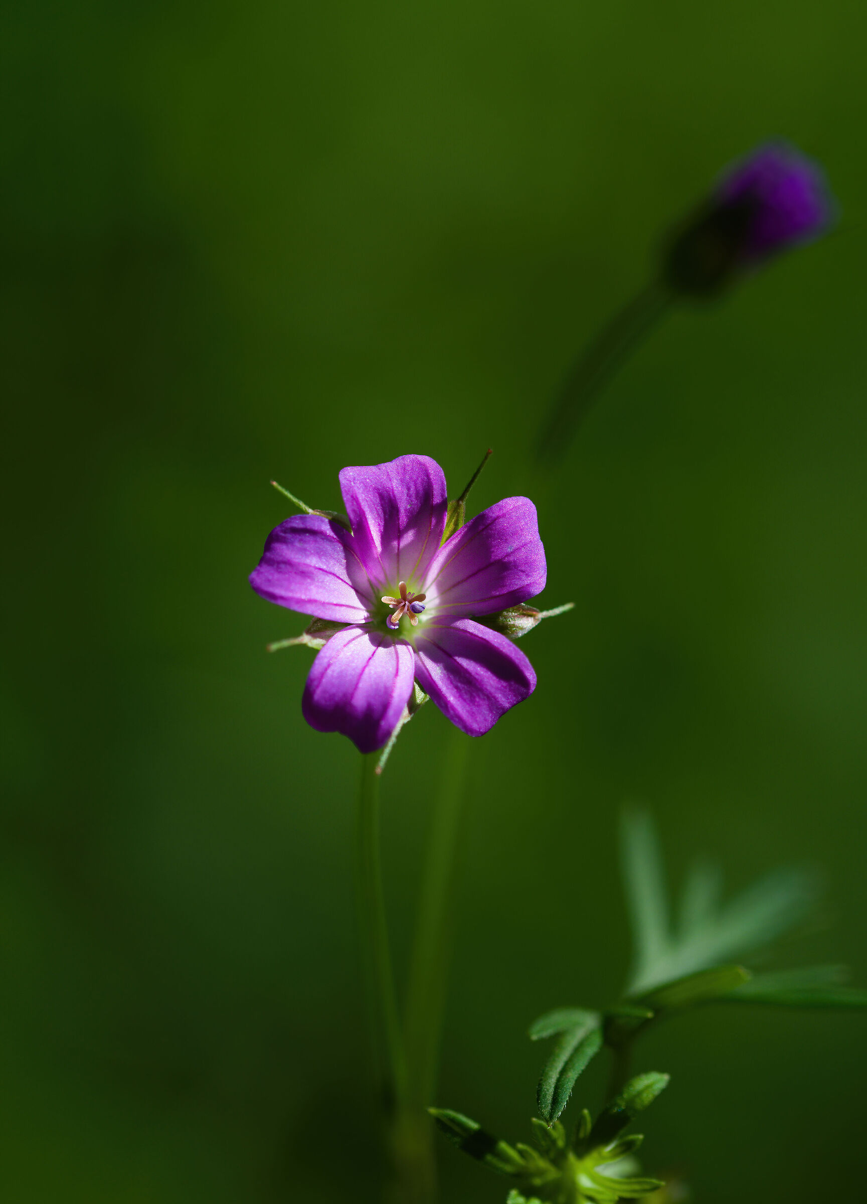 Geranio Colombino...