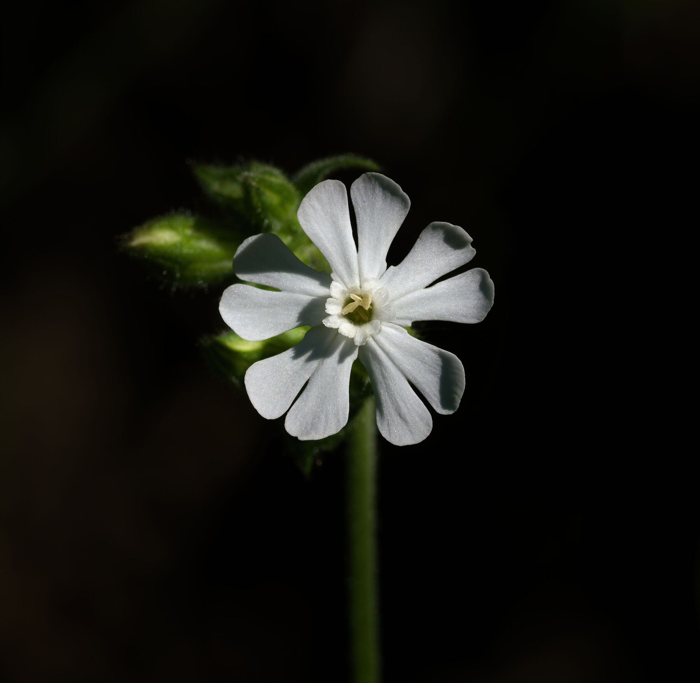 Silene Latifolia...