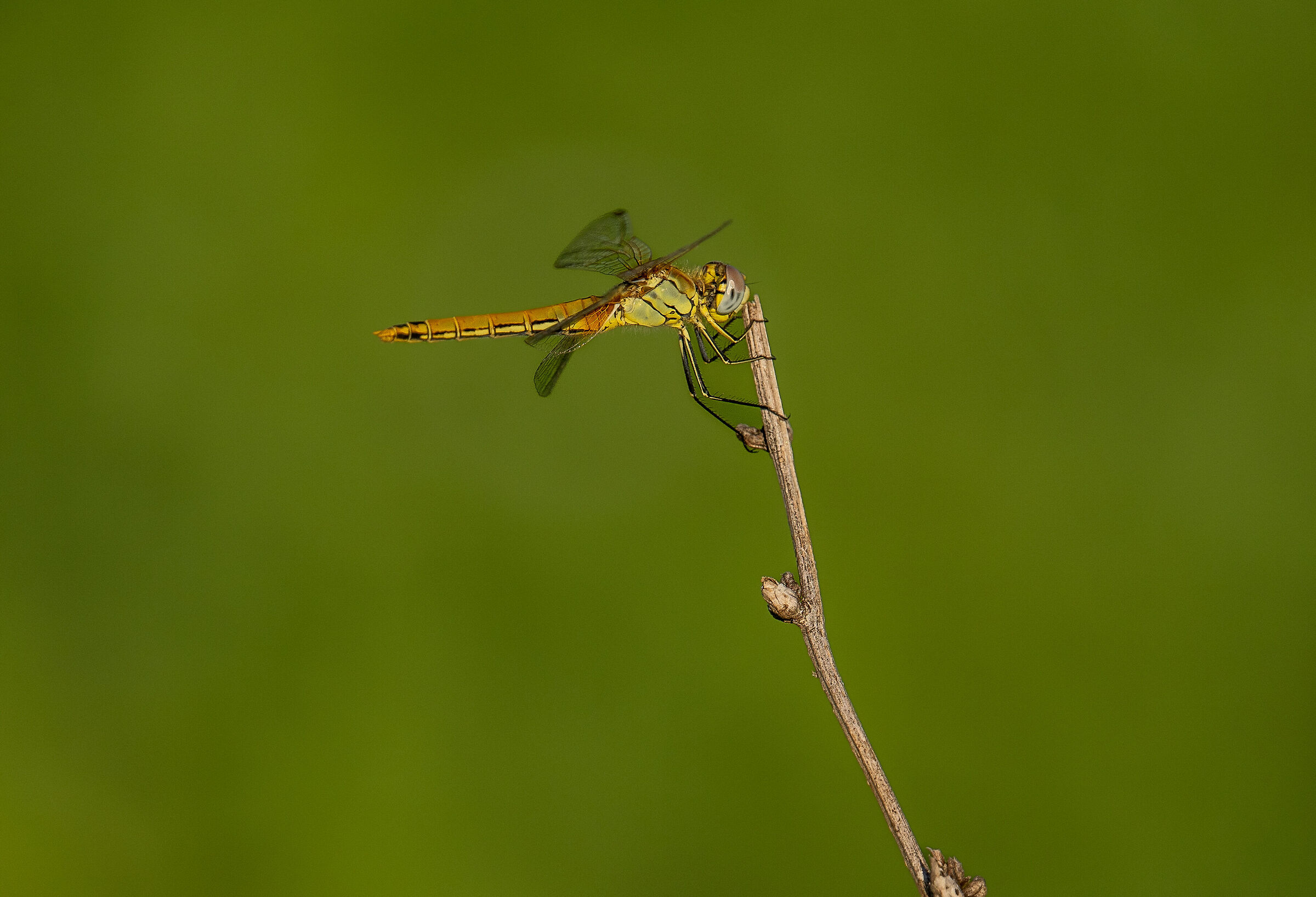 libellula